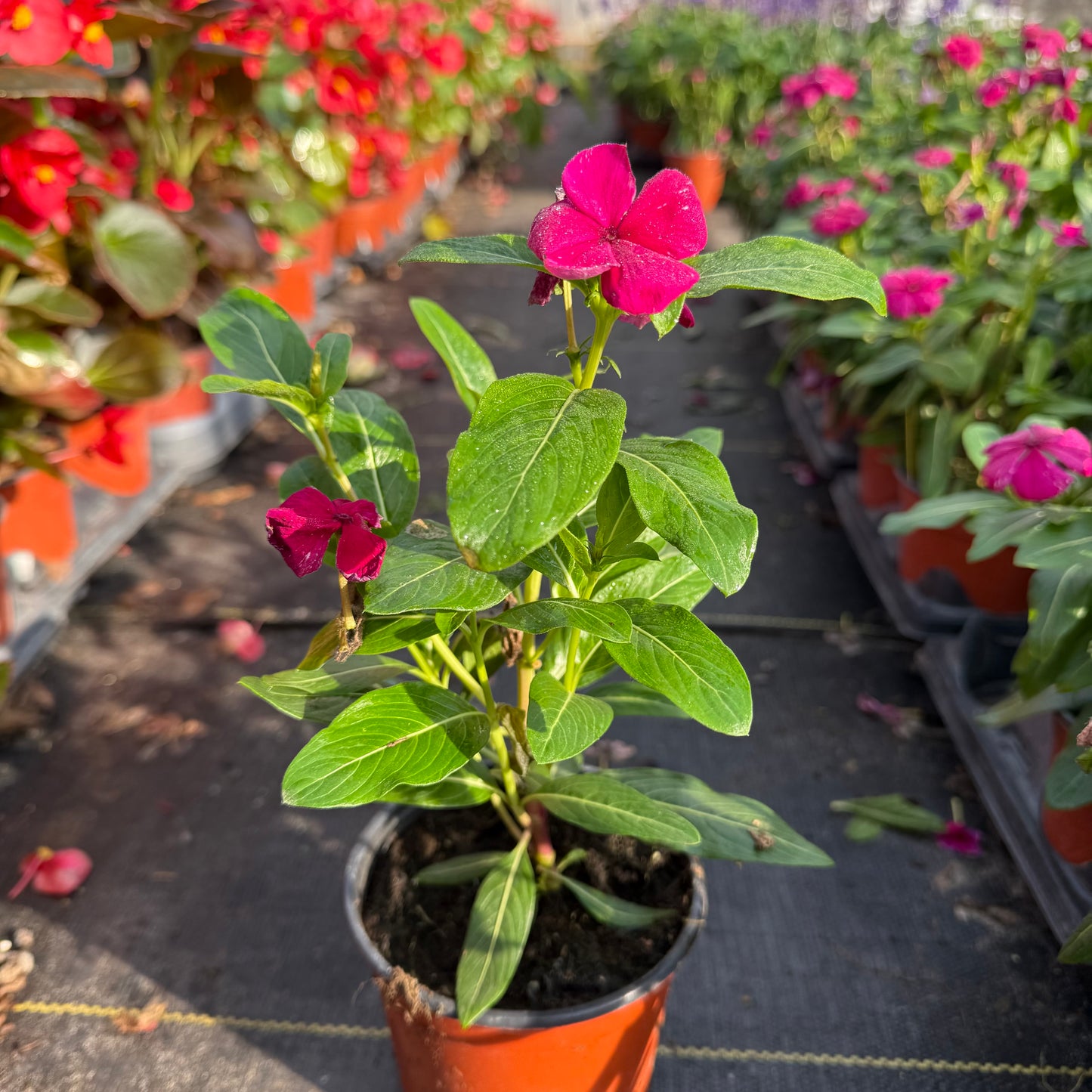 Vinca Cora