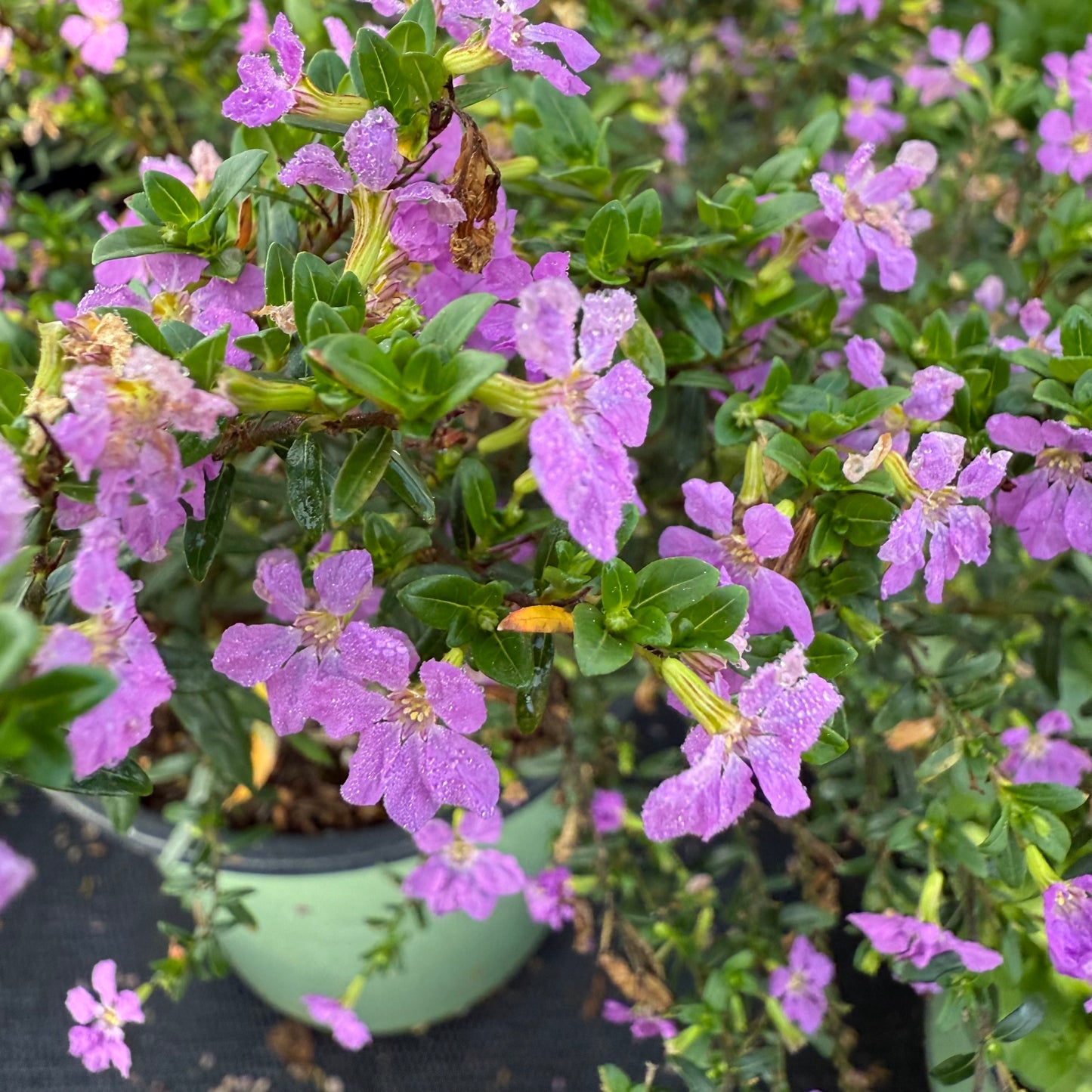 Mexican Heather