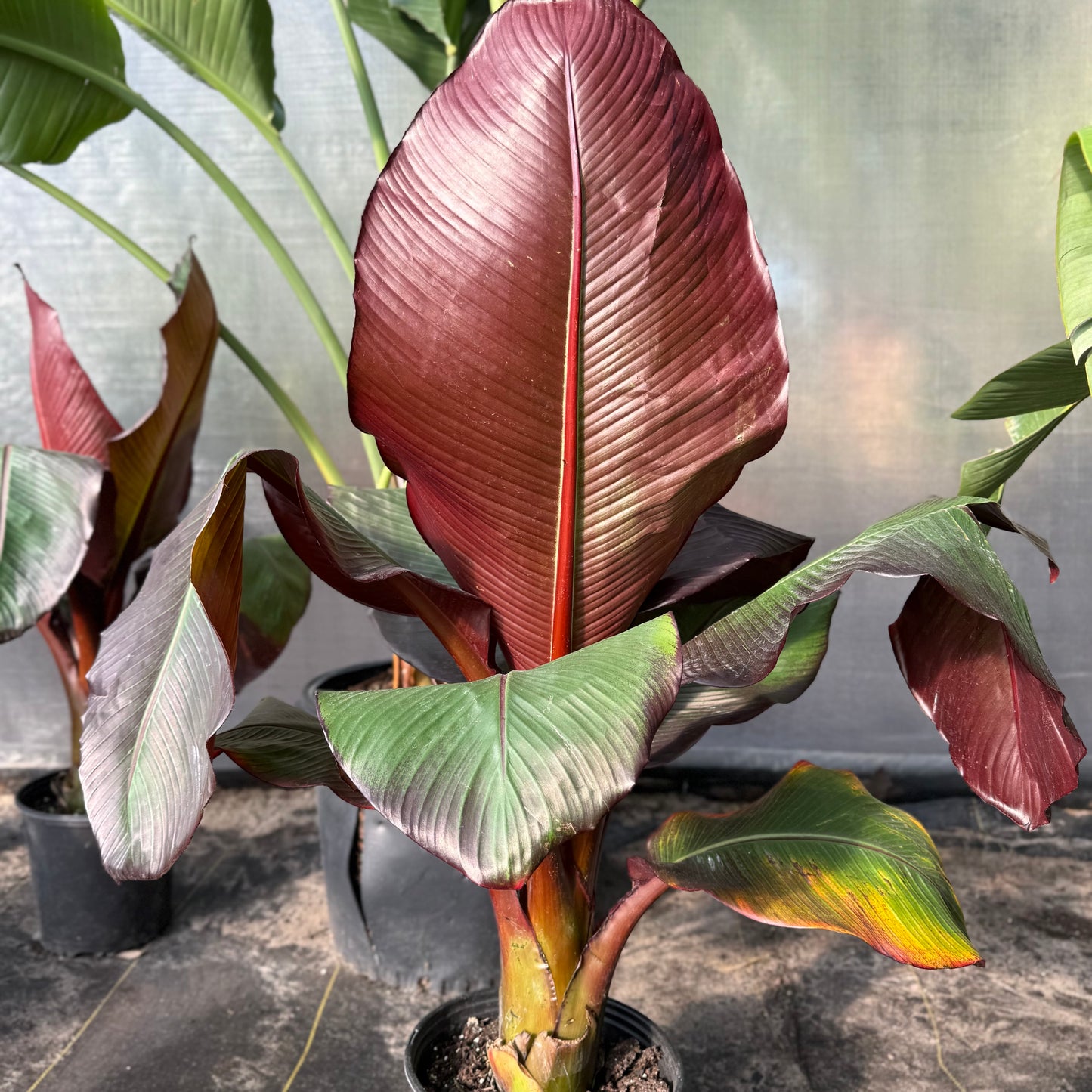 Abyssinian Banana