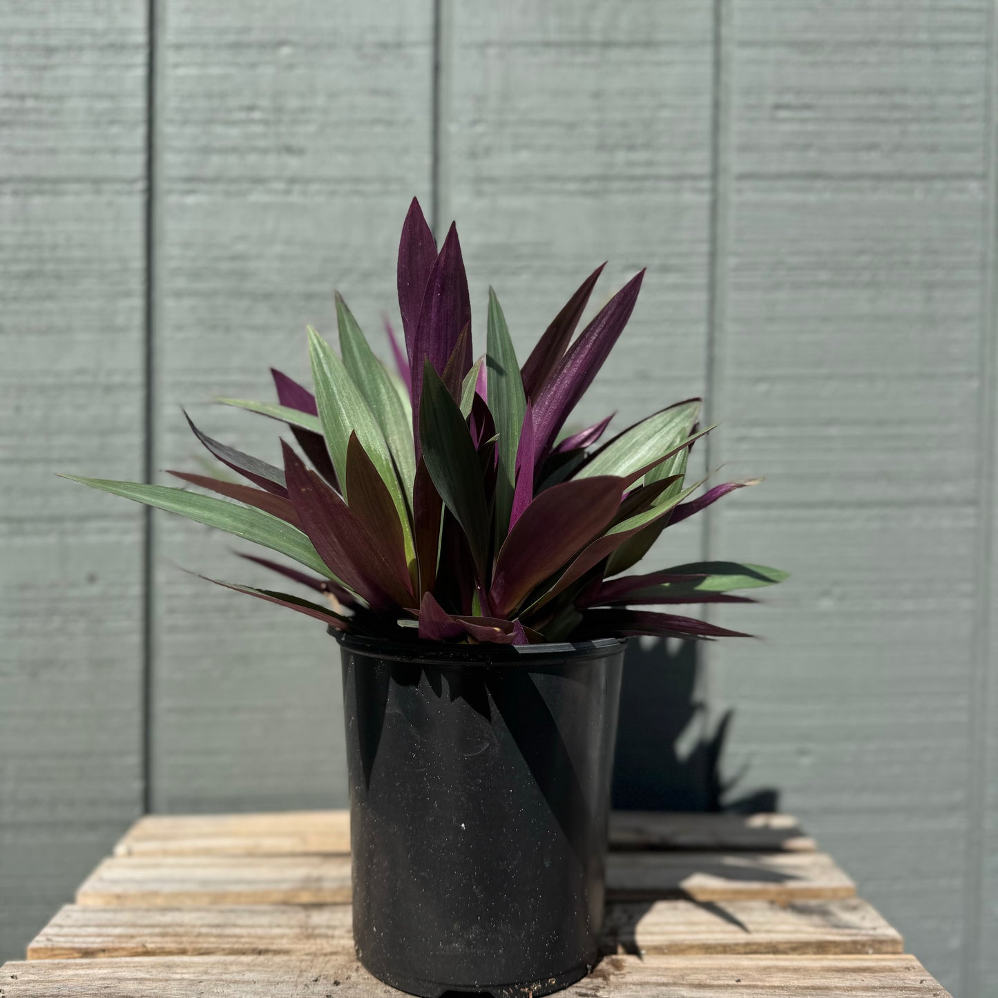 Oyster Plant