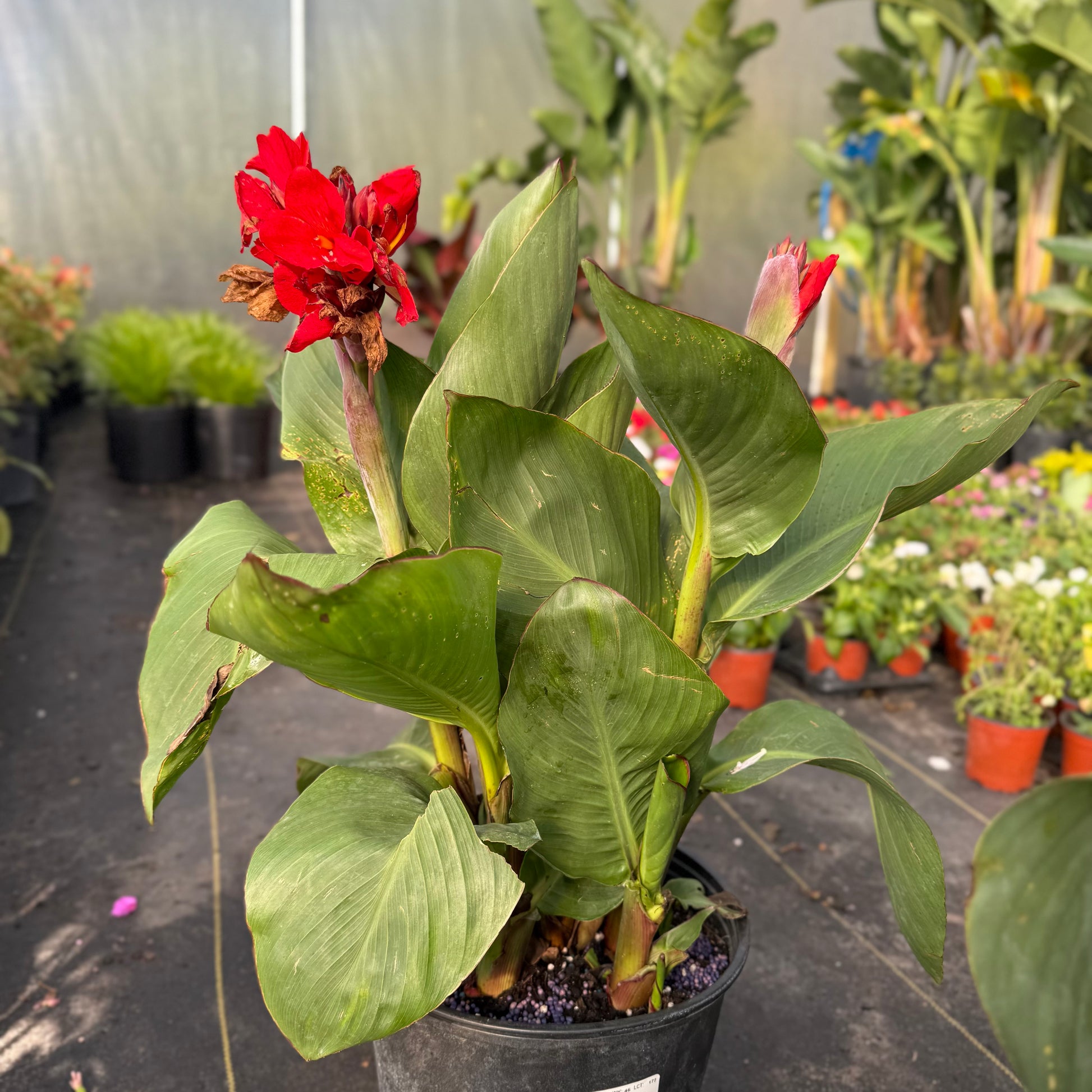canna lily indoor plant Canna Lily – The Ranch