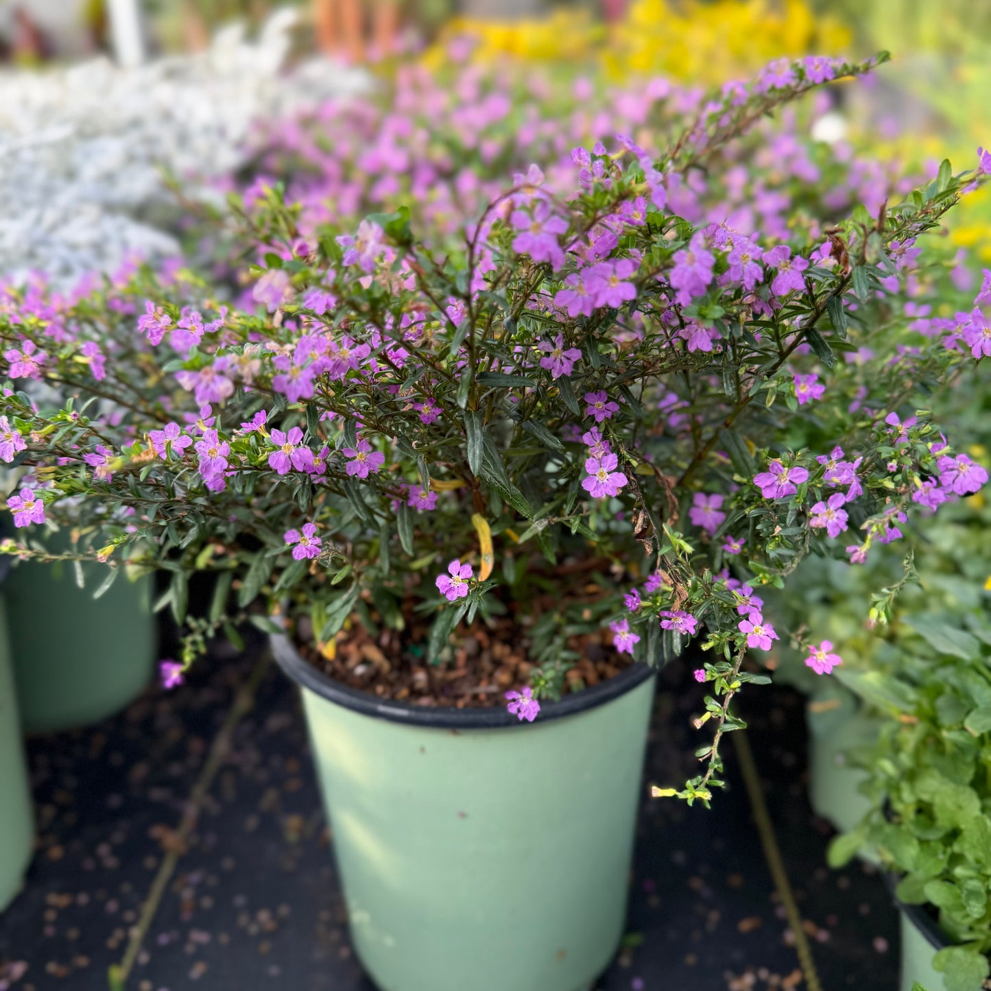Mexican Heather