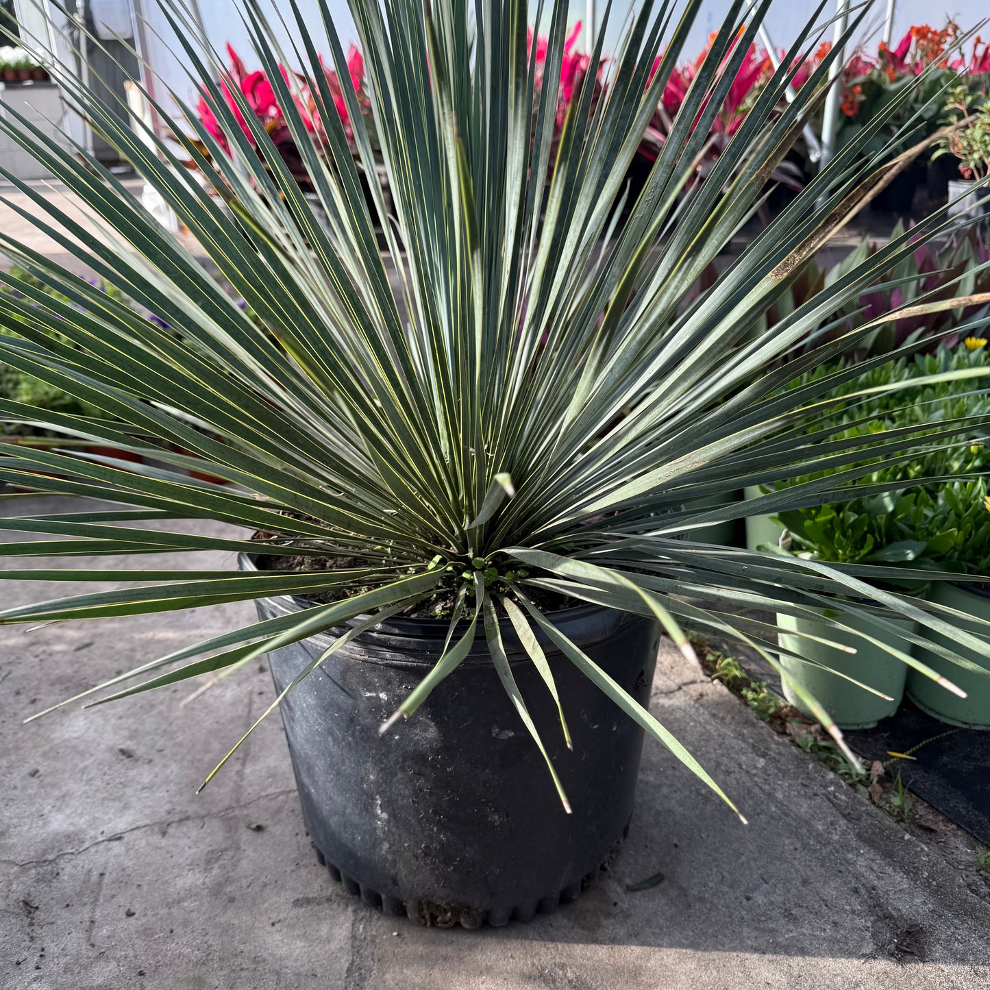 Yucca Rostrata