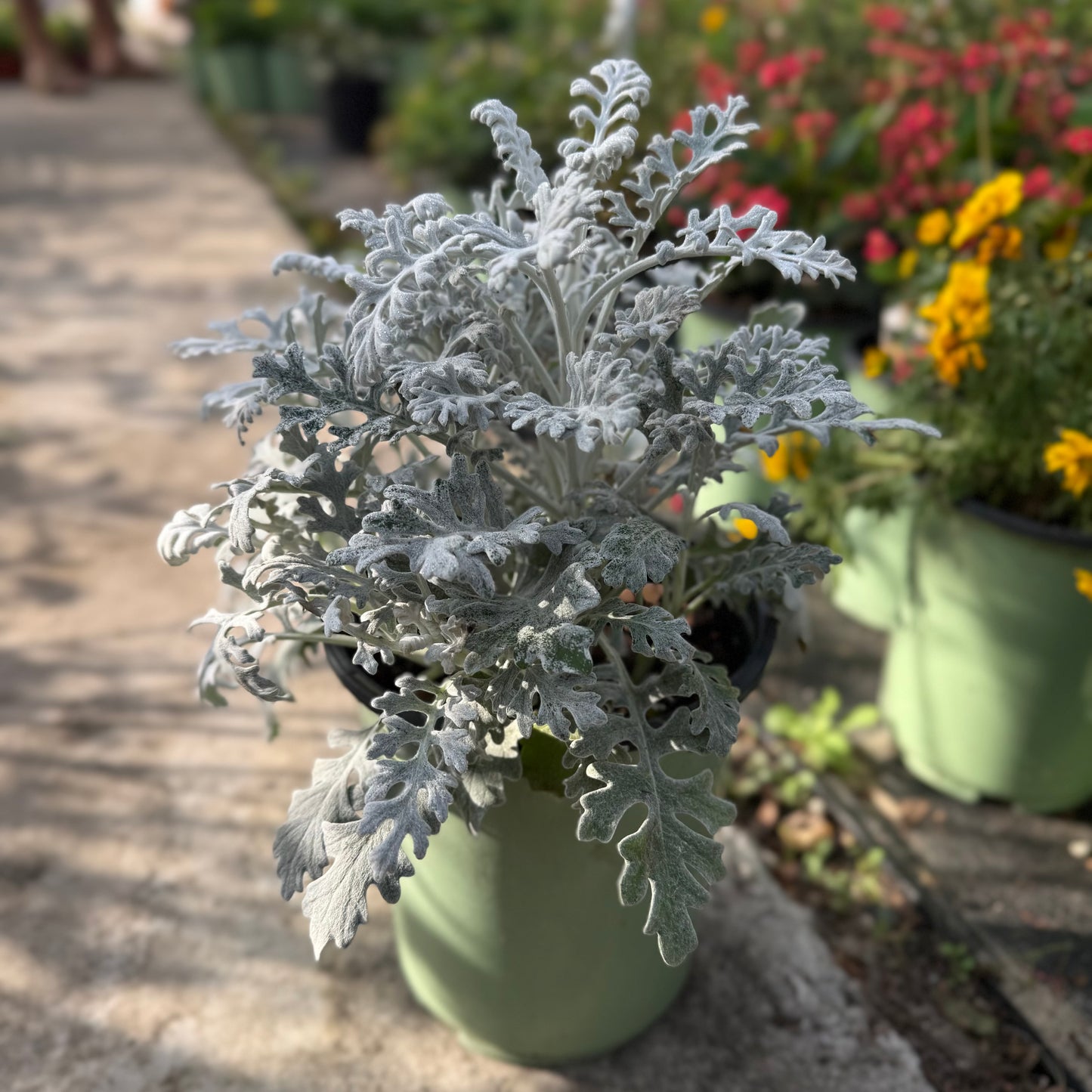 Dusty Miller