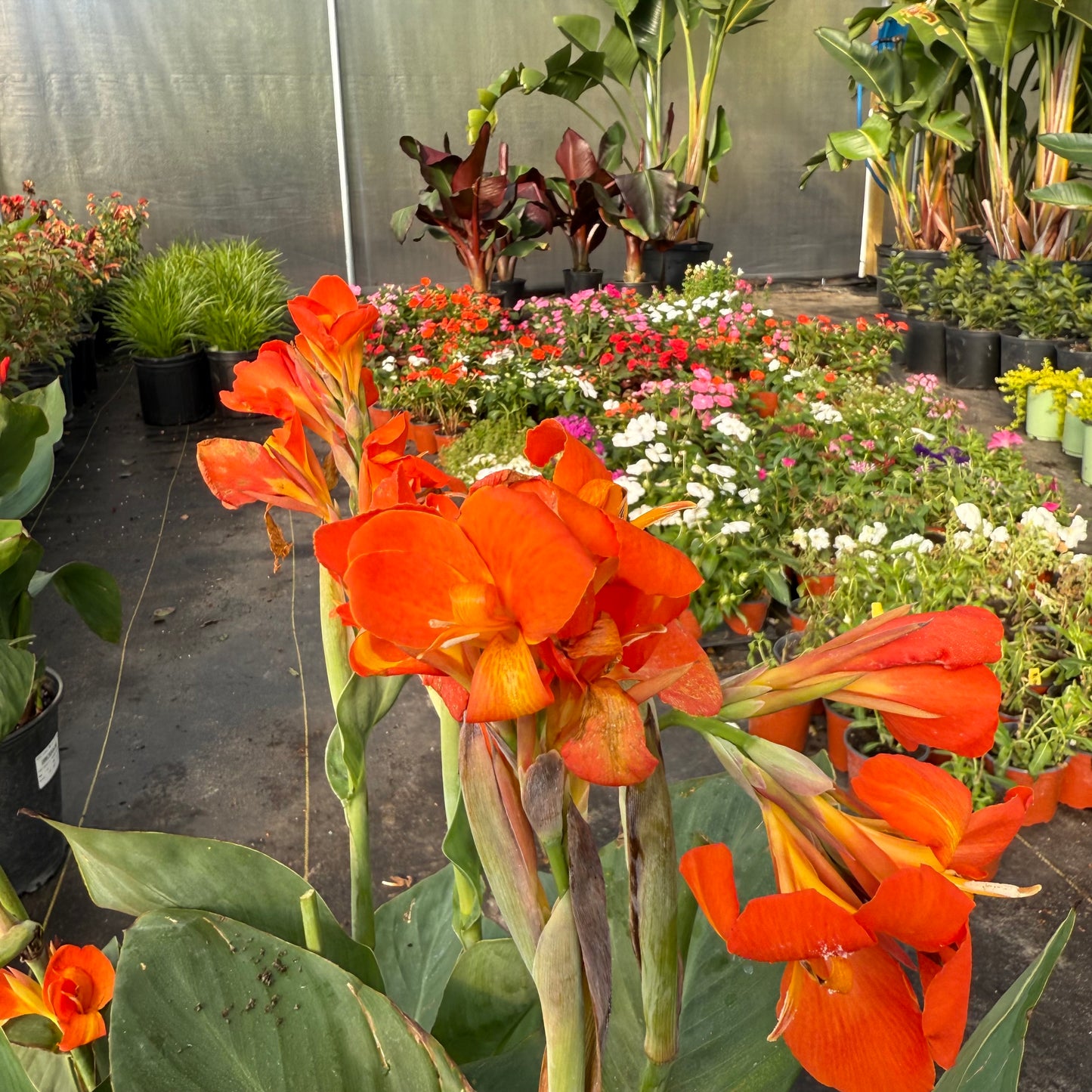 Canna Lily