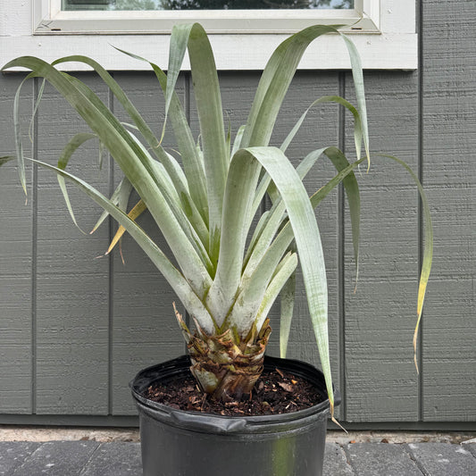 Bromeliad Odorata