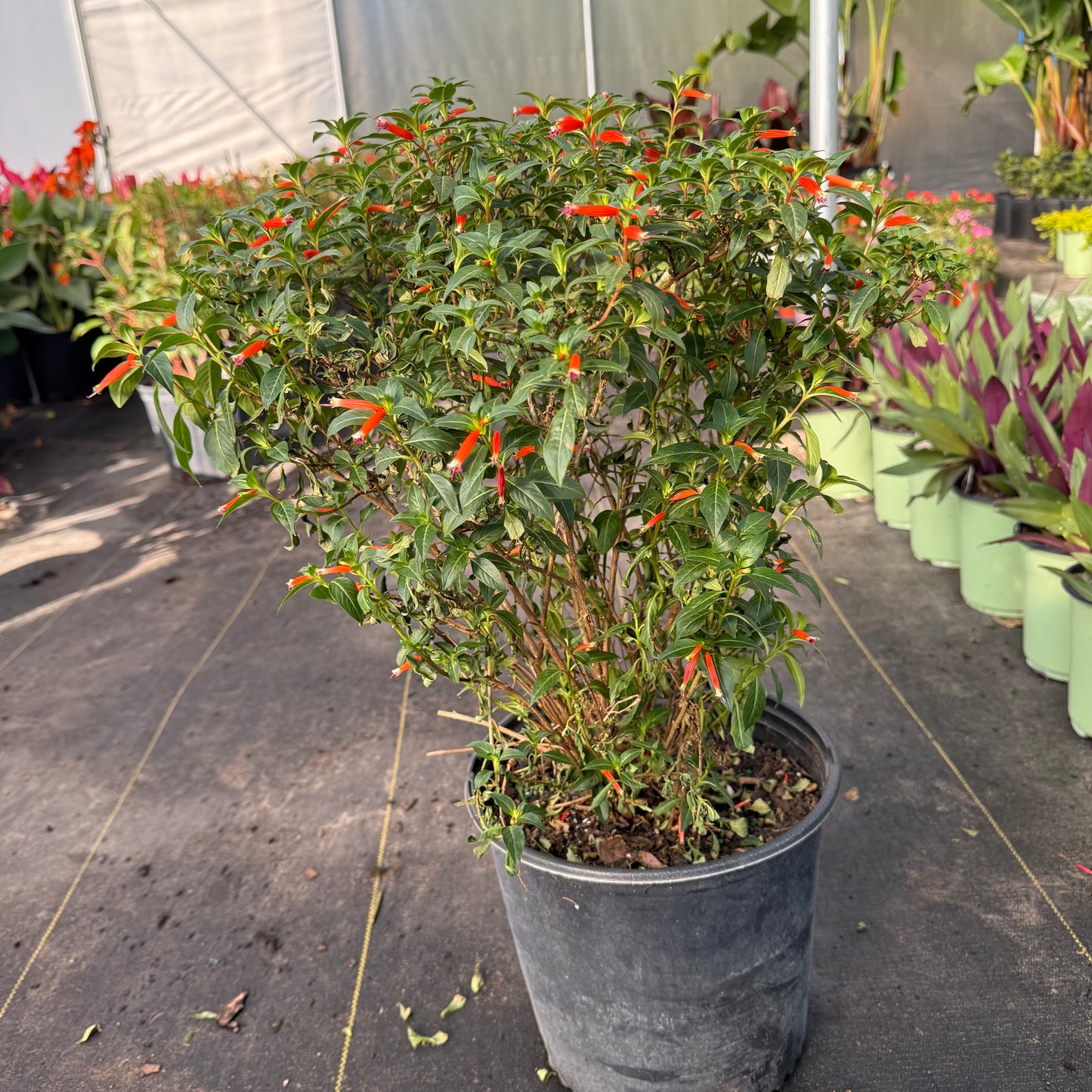 Cigar Plant