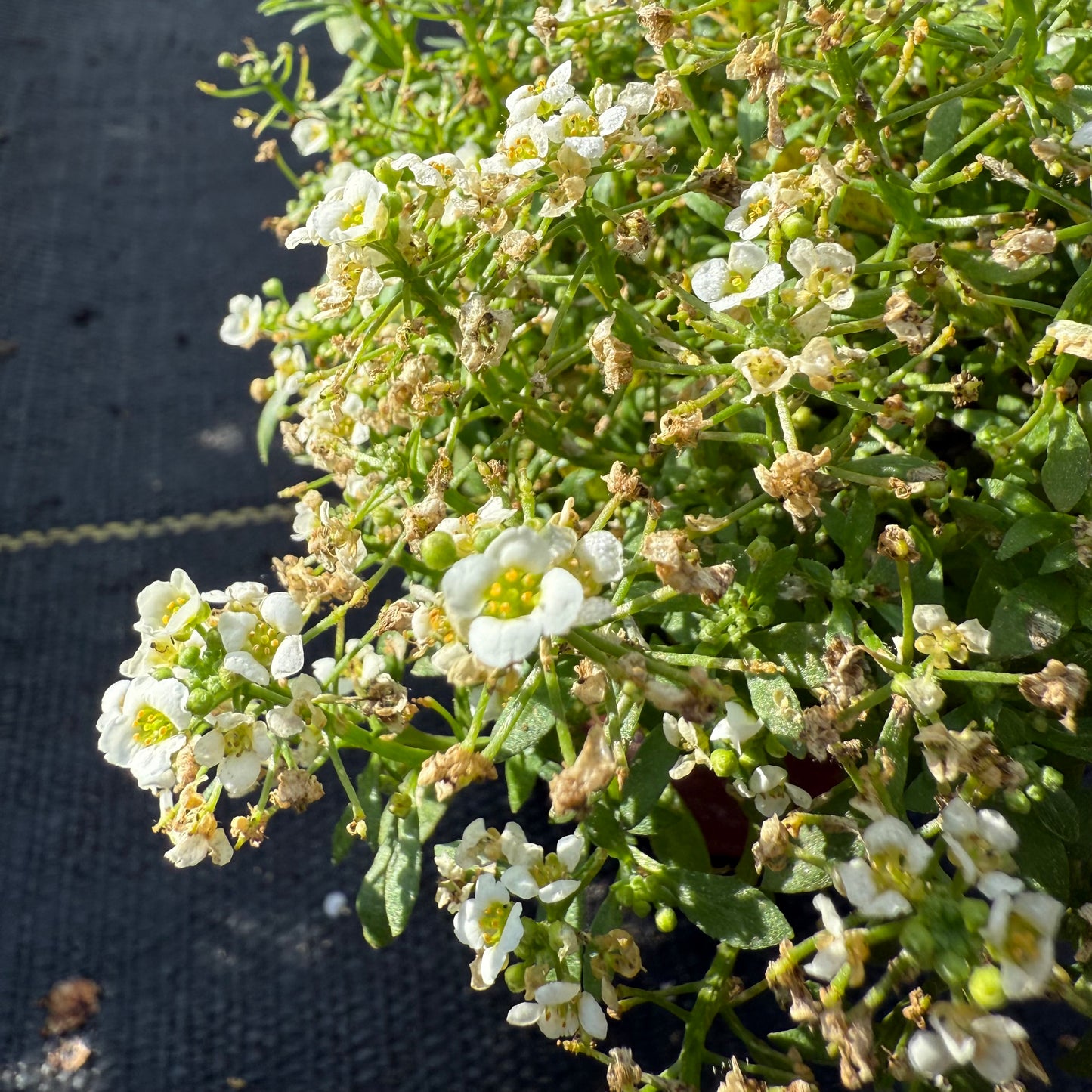 Alyssum