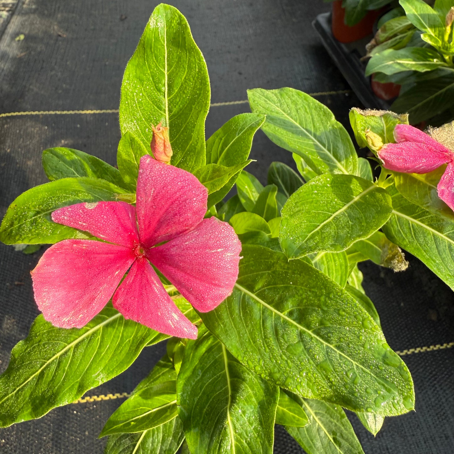Vinca Cora