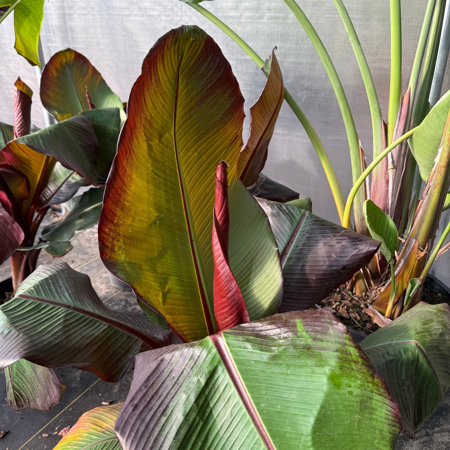 Abyssinian Banana