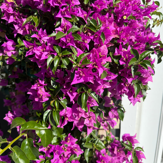 Bougainvillea