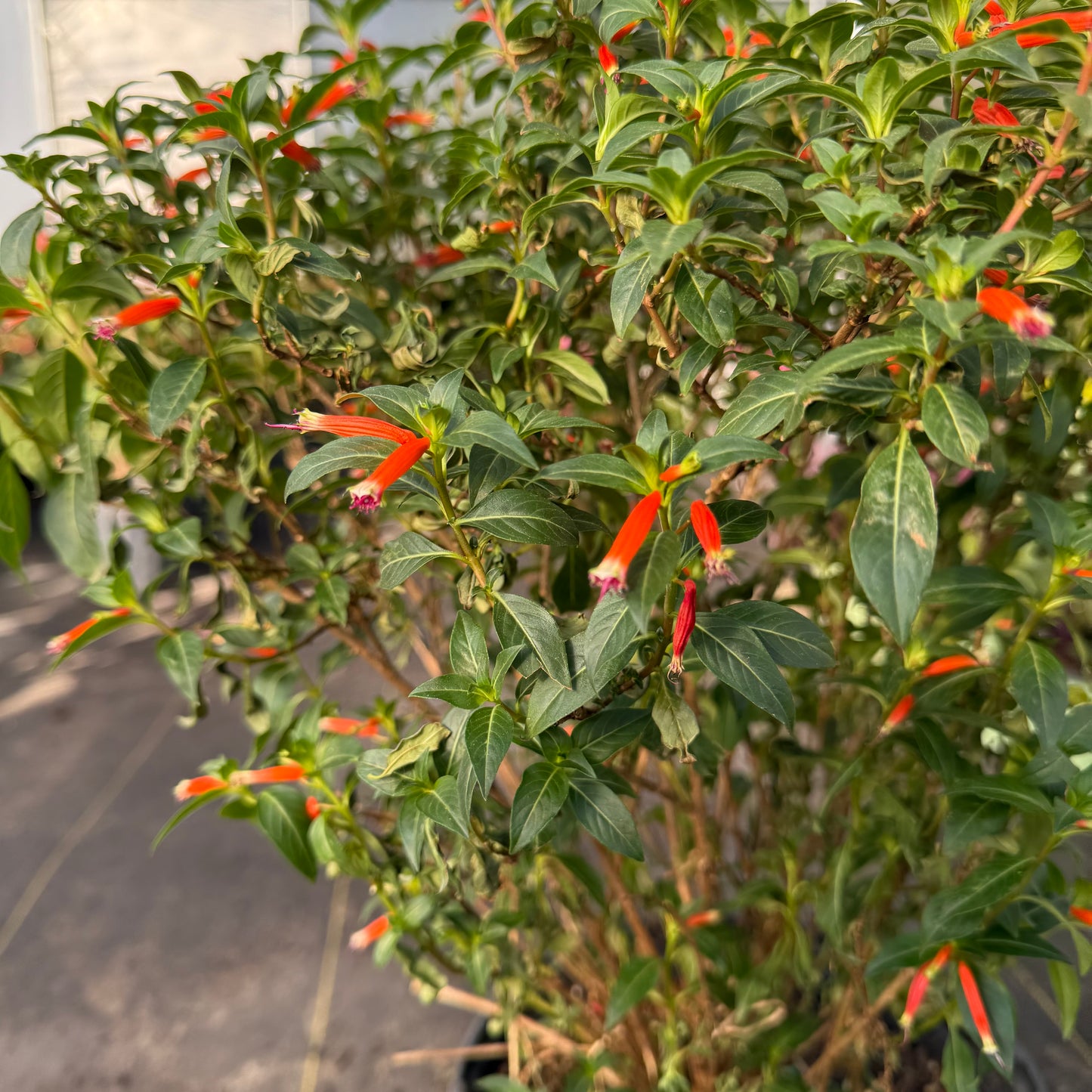 Cigar Plant