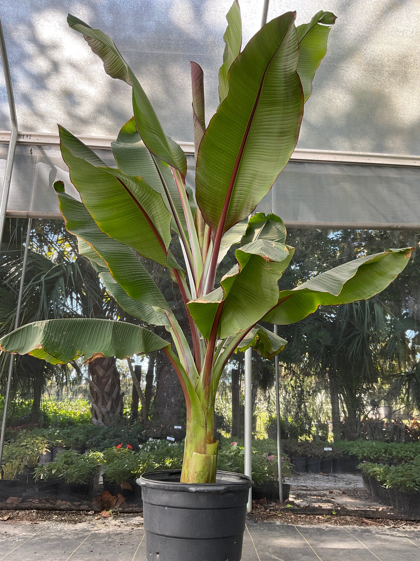 Abyssinian Banana