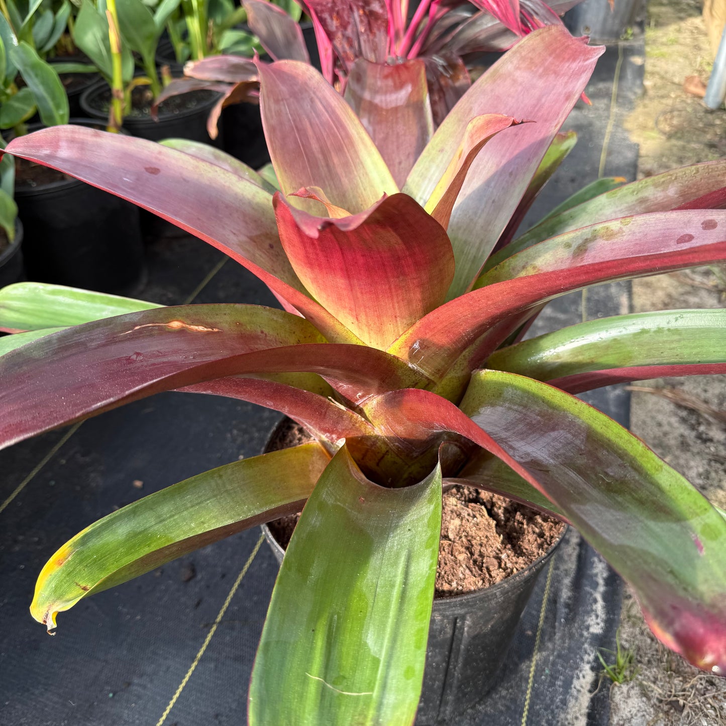 Bromeliad Odorata
