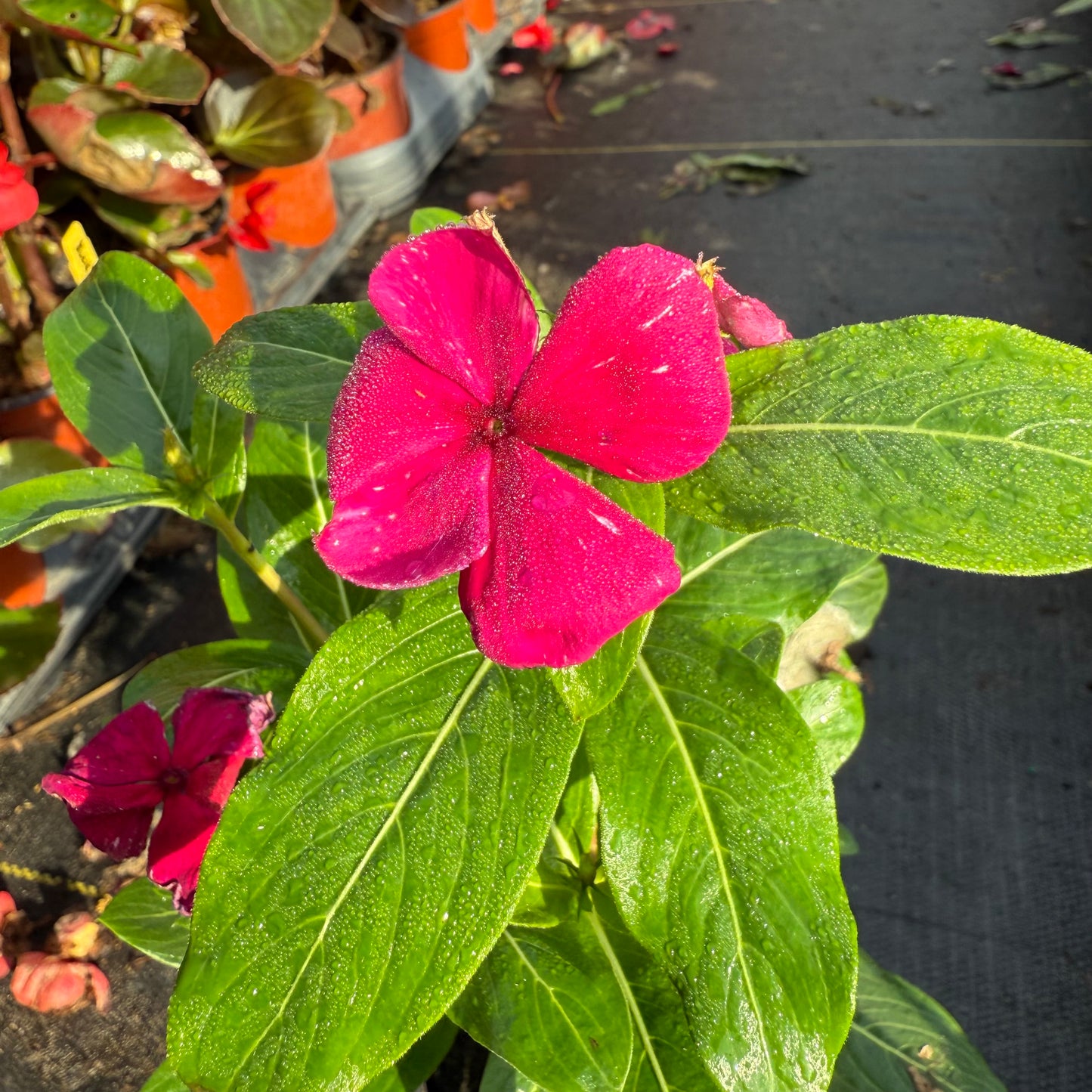 Vinca Cora