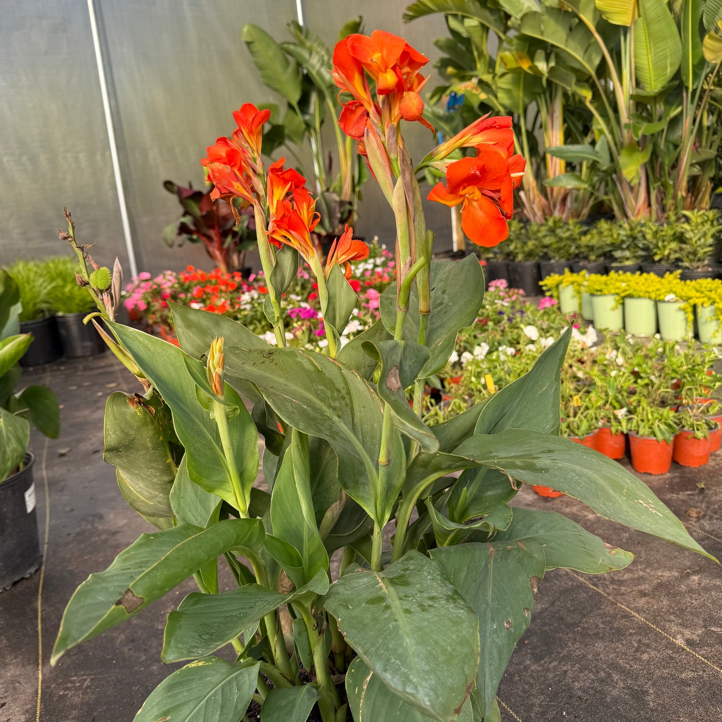 Canna Lily
