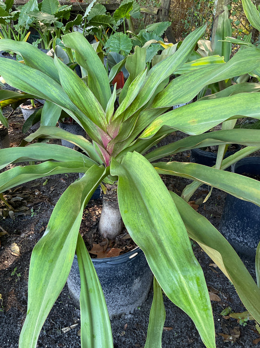 Crinum Lily