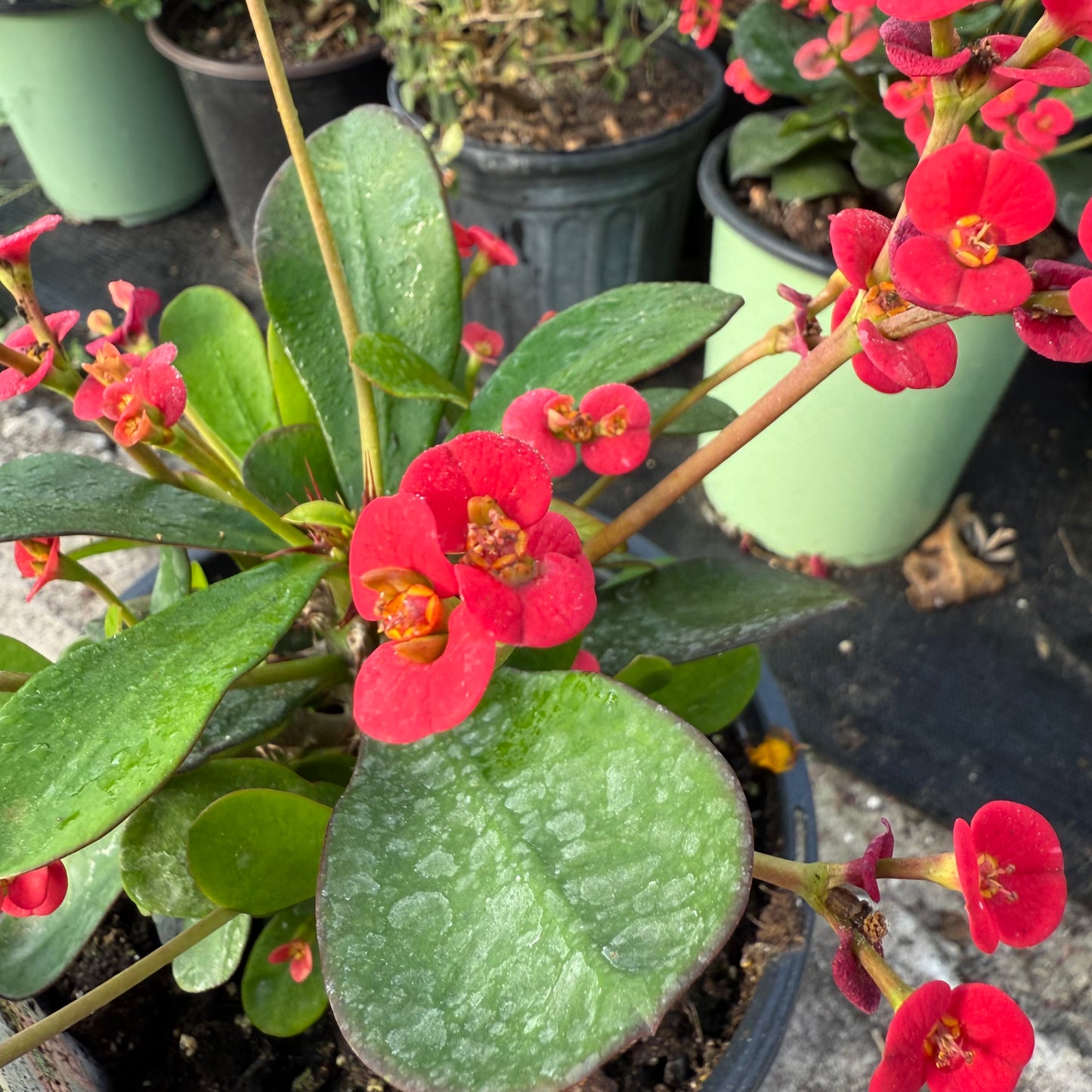 Crown of Thorns