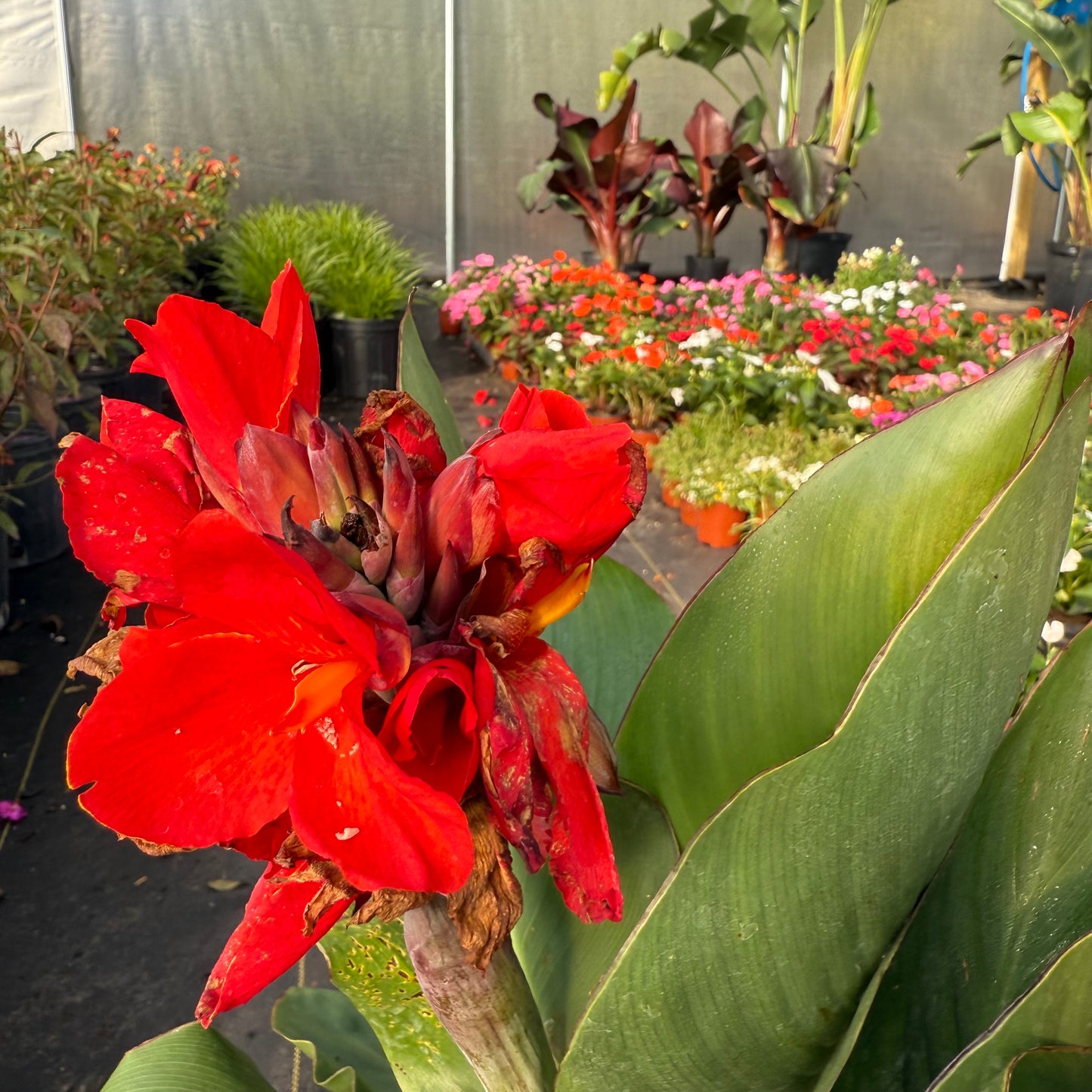 Canna Lily
