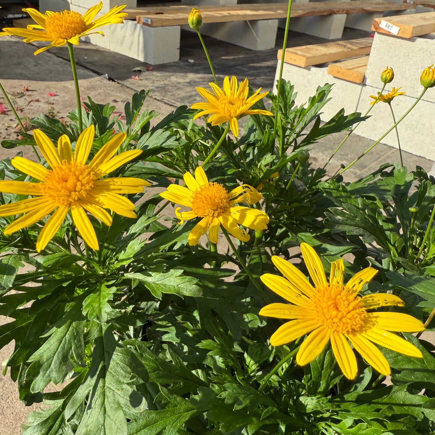 Bush Daisy