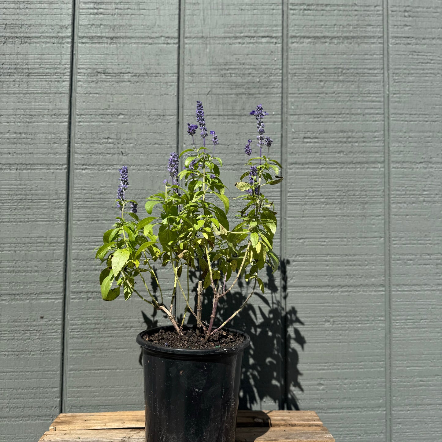 Salvia Farinacea