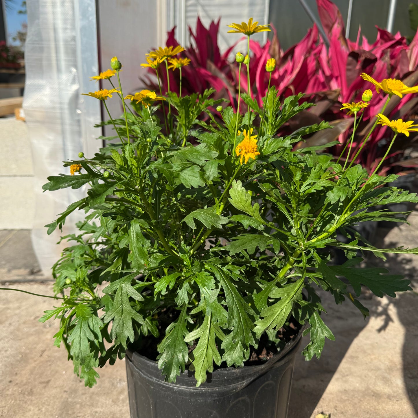 Bush Daisy