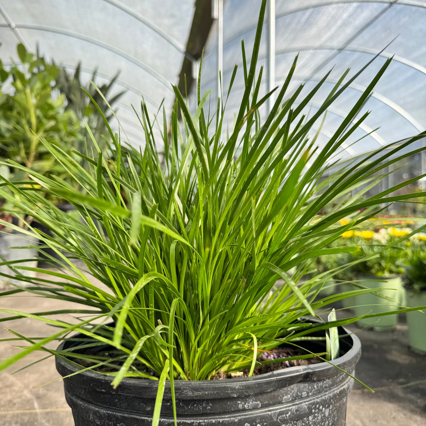 Lomandra