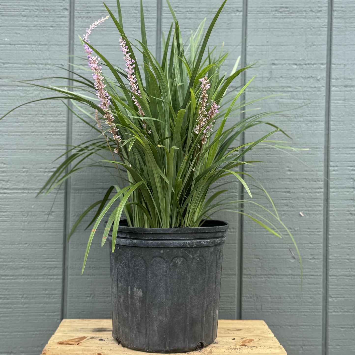 Liriope