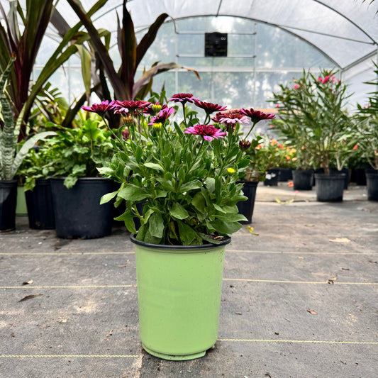 Osteospermum