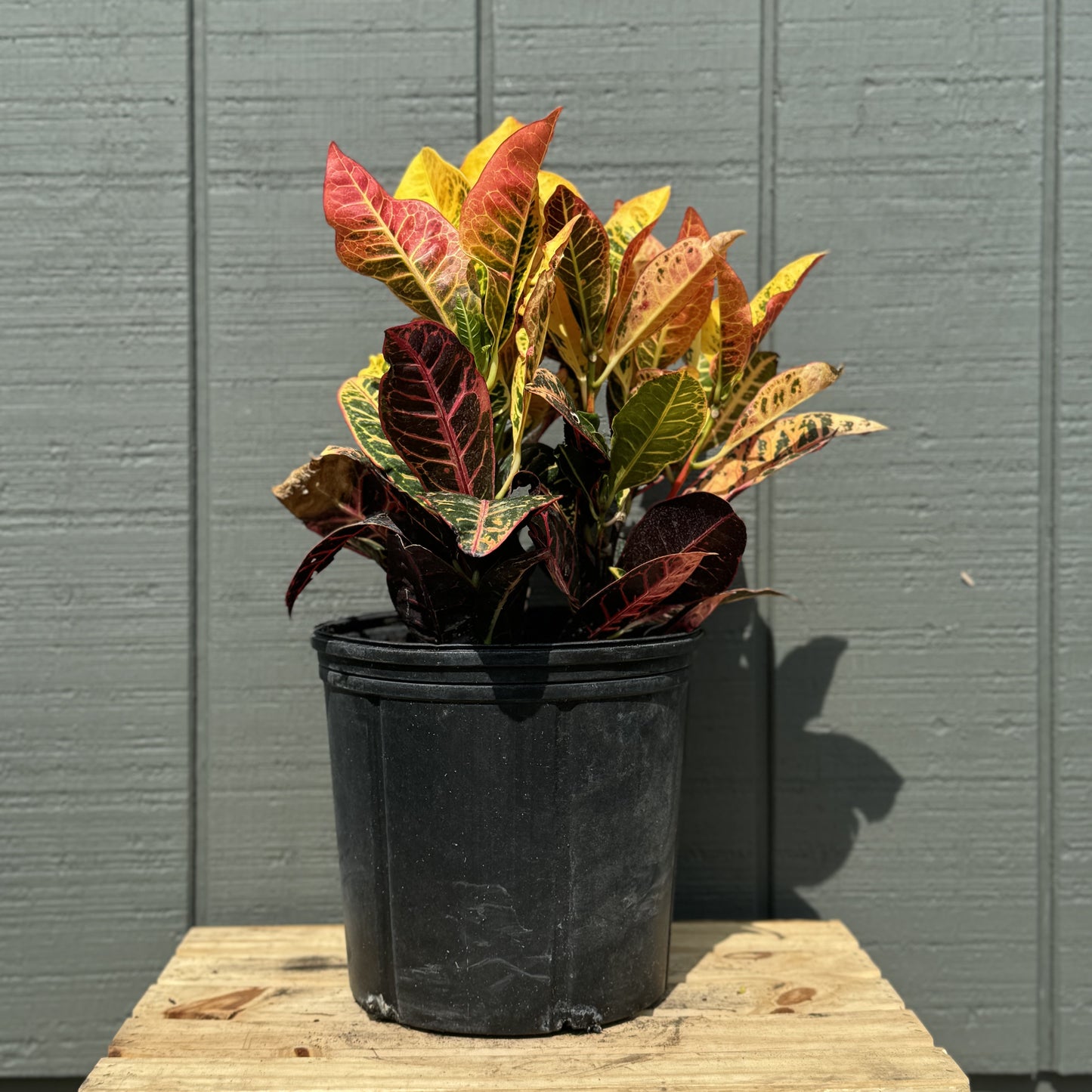 Croton
