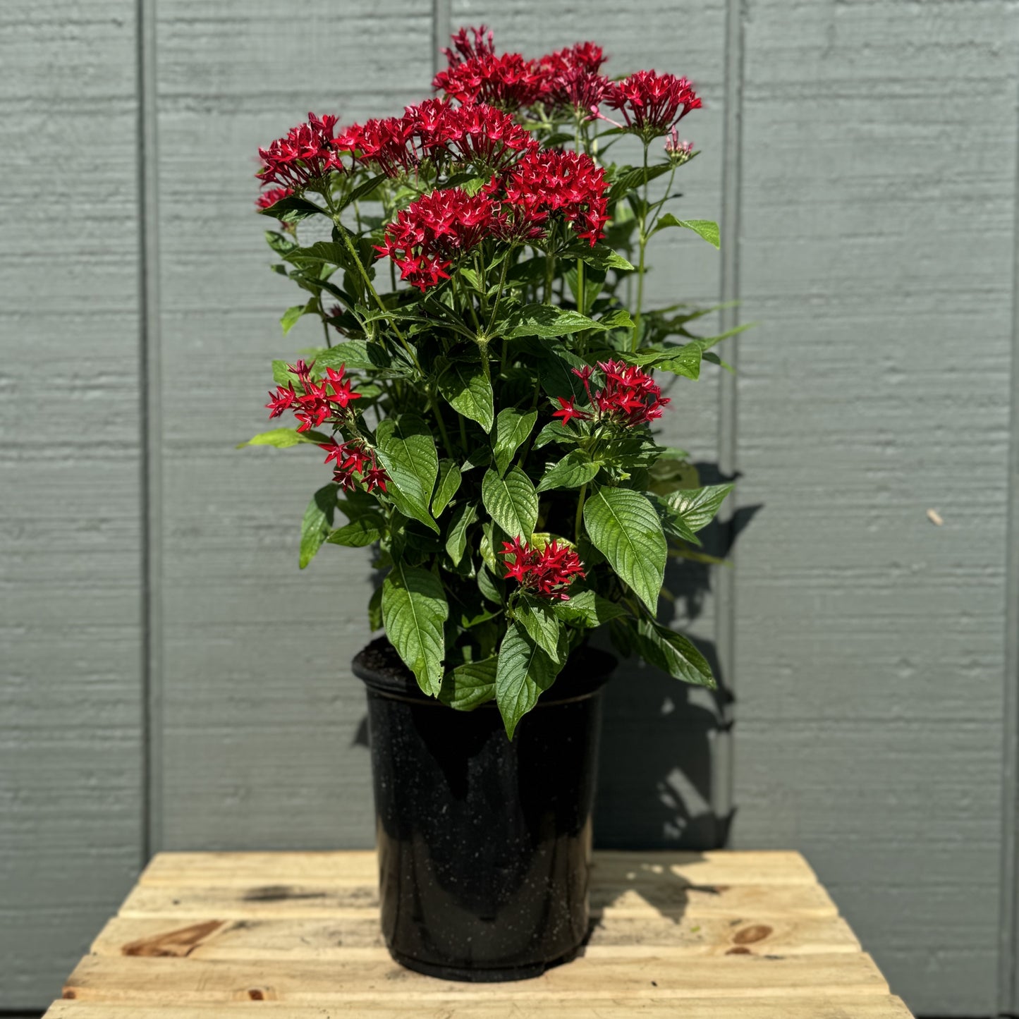 Pentas