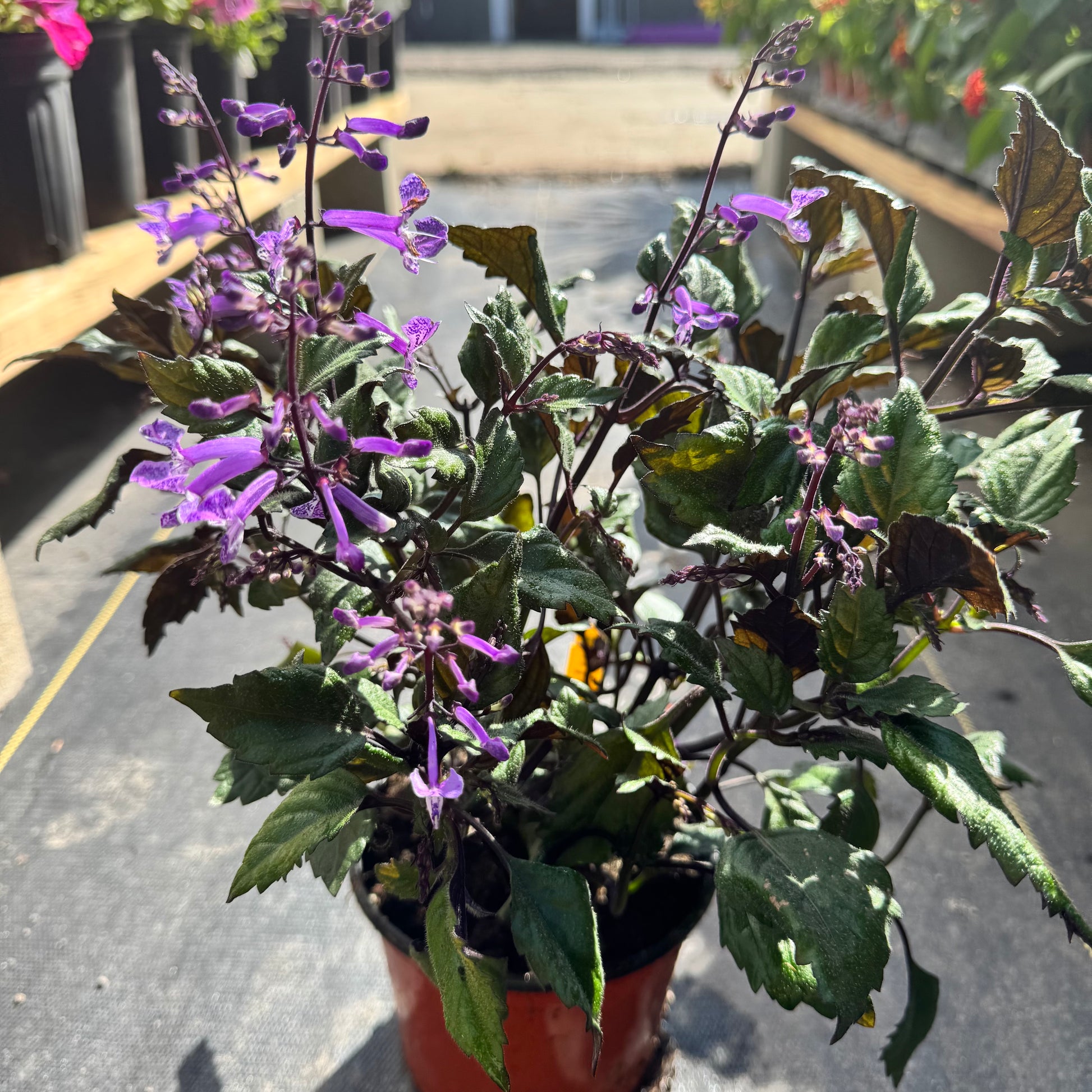 mona lavender plant Mona Lavender – The Ranch