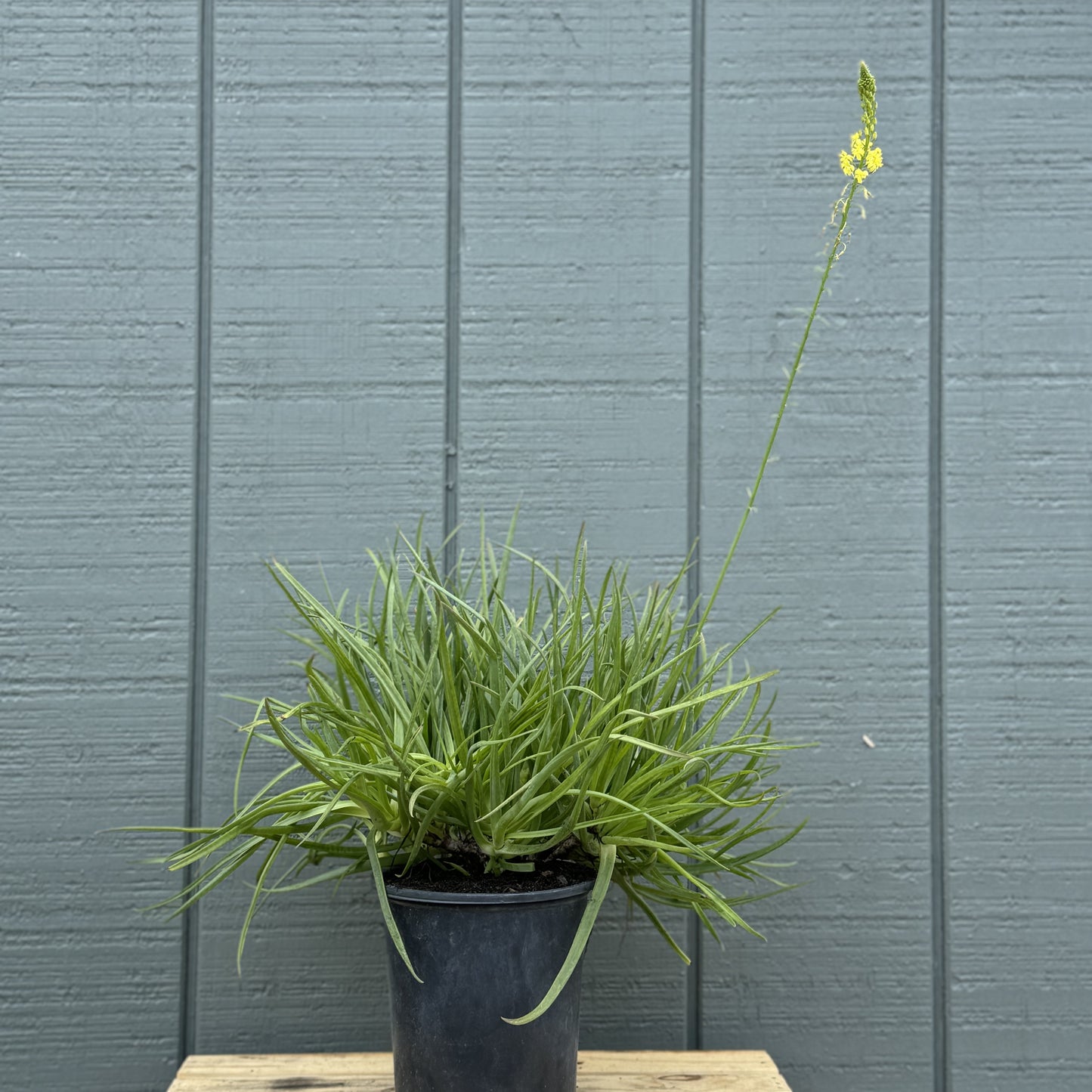 Bulbine