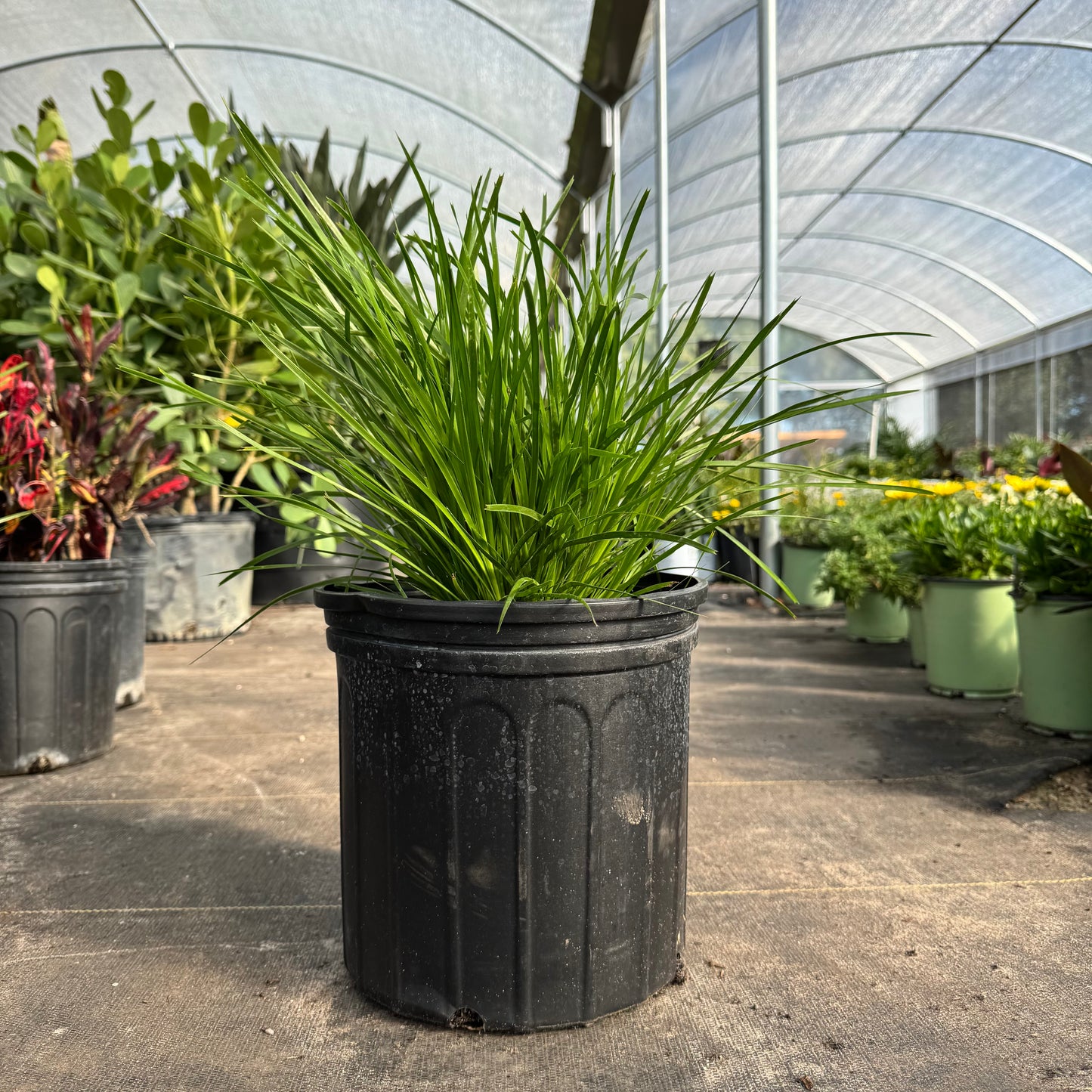 Lomandra