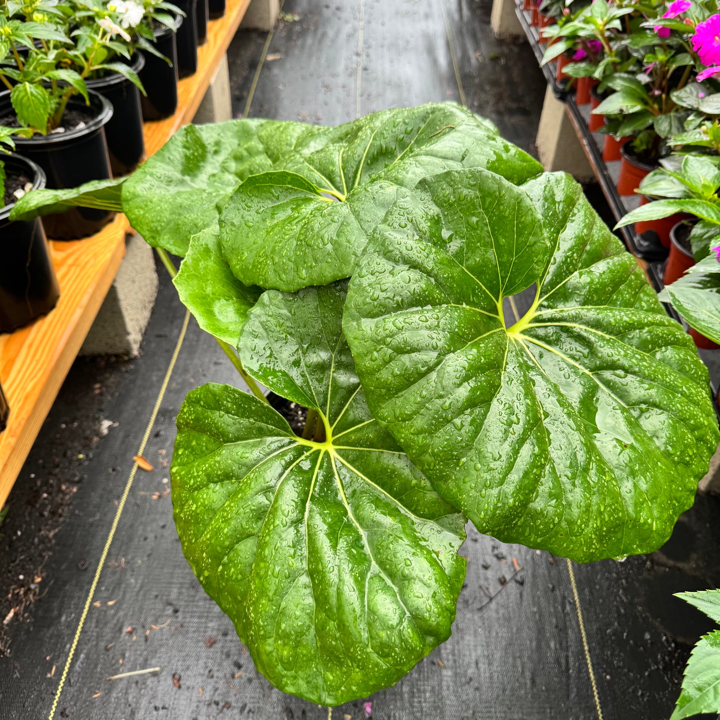 Farfugium Giganteum