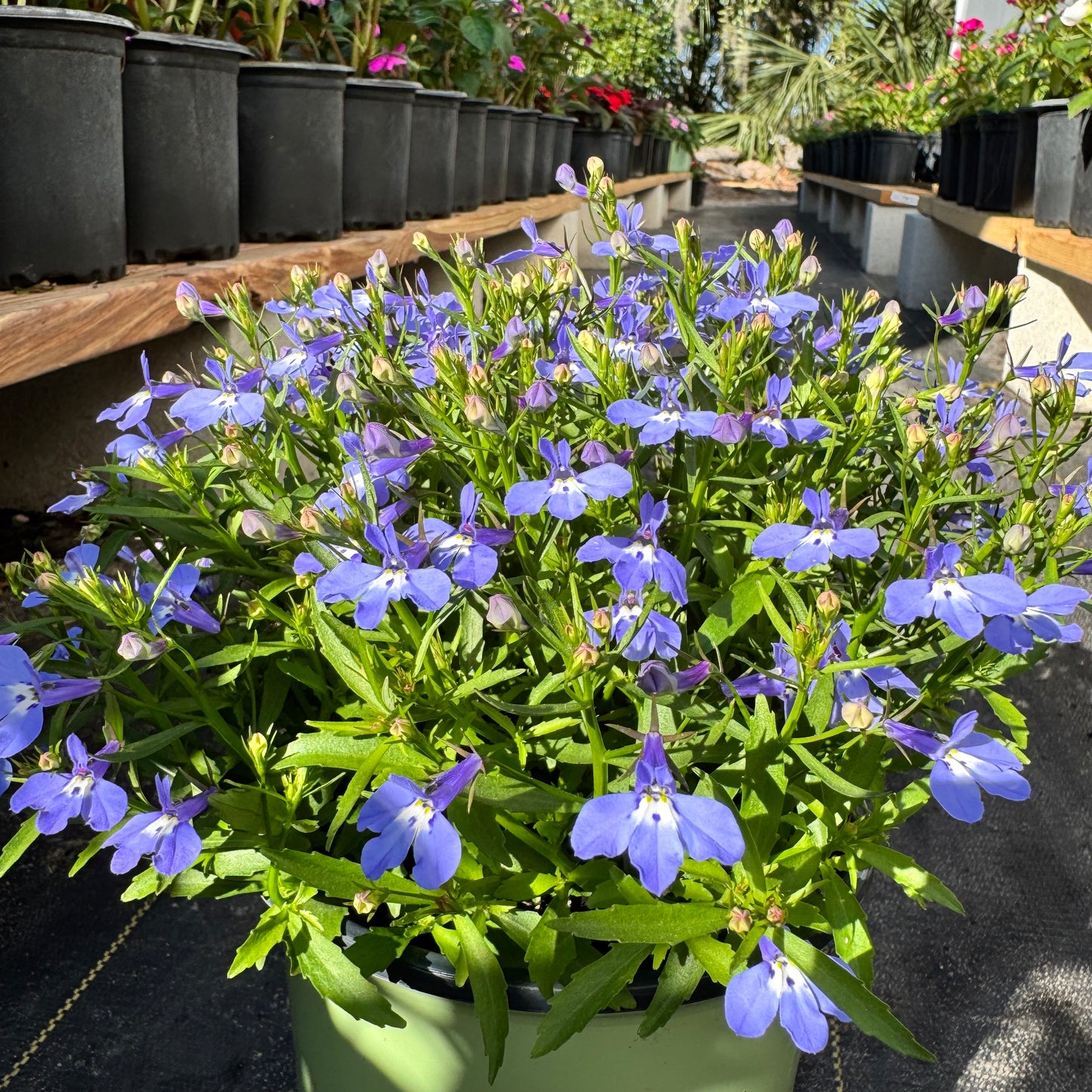 Lobelia