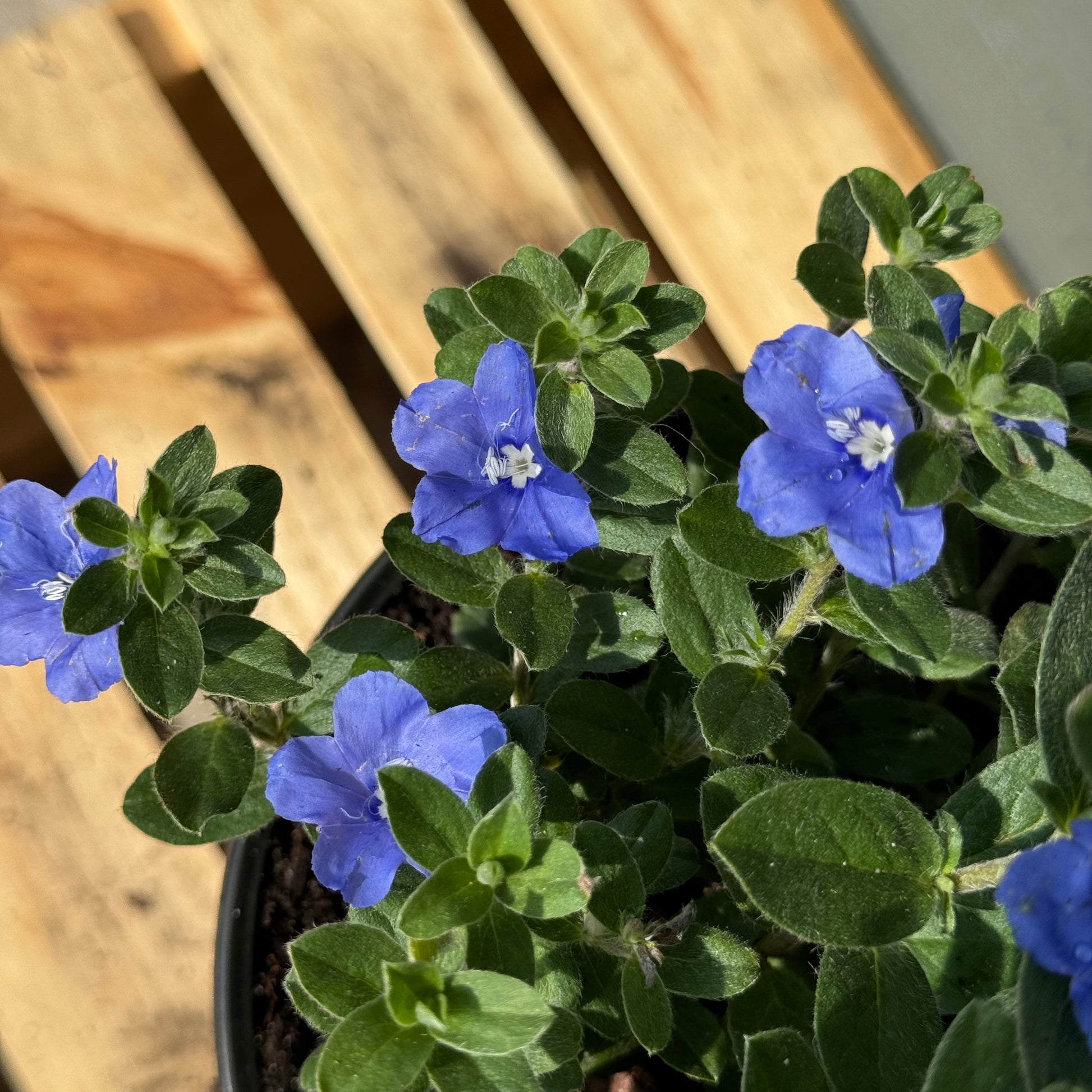 blue my mind plant fertilizer Blue My Mind – The Ranch