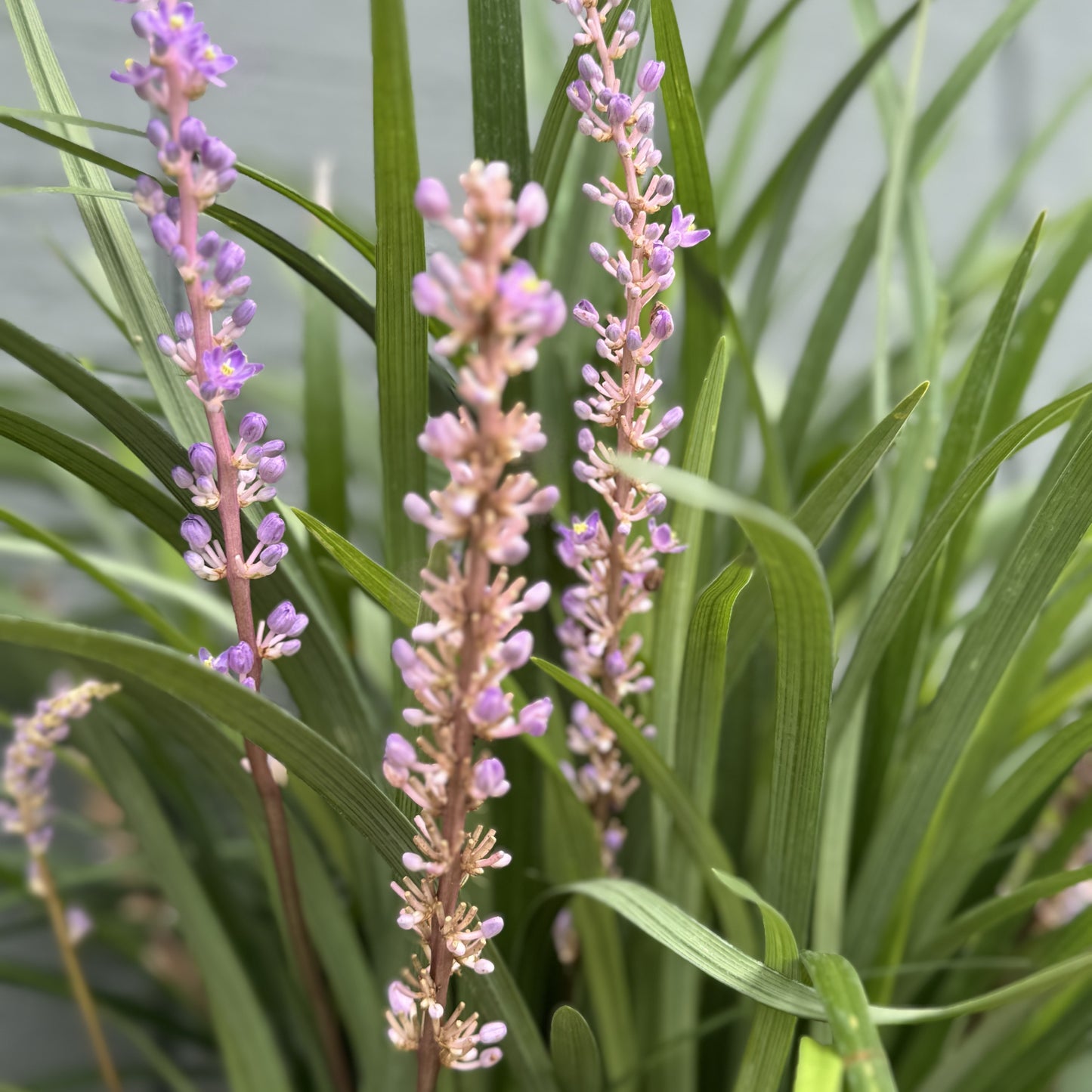 Liriope