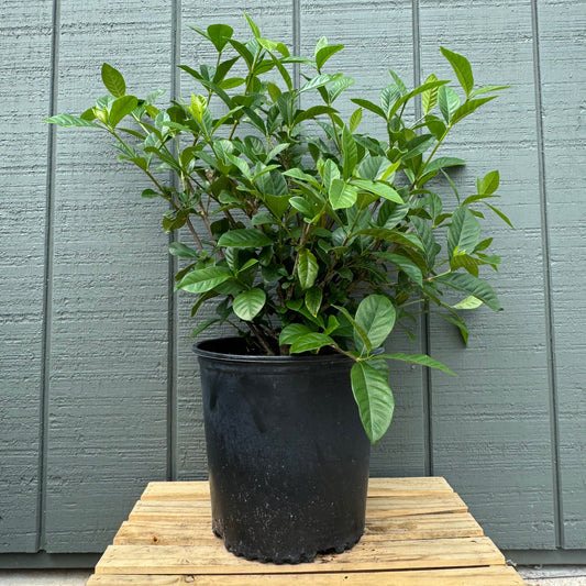 Gardenia