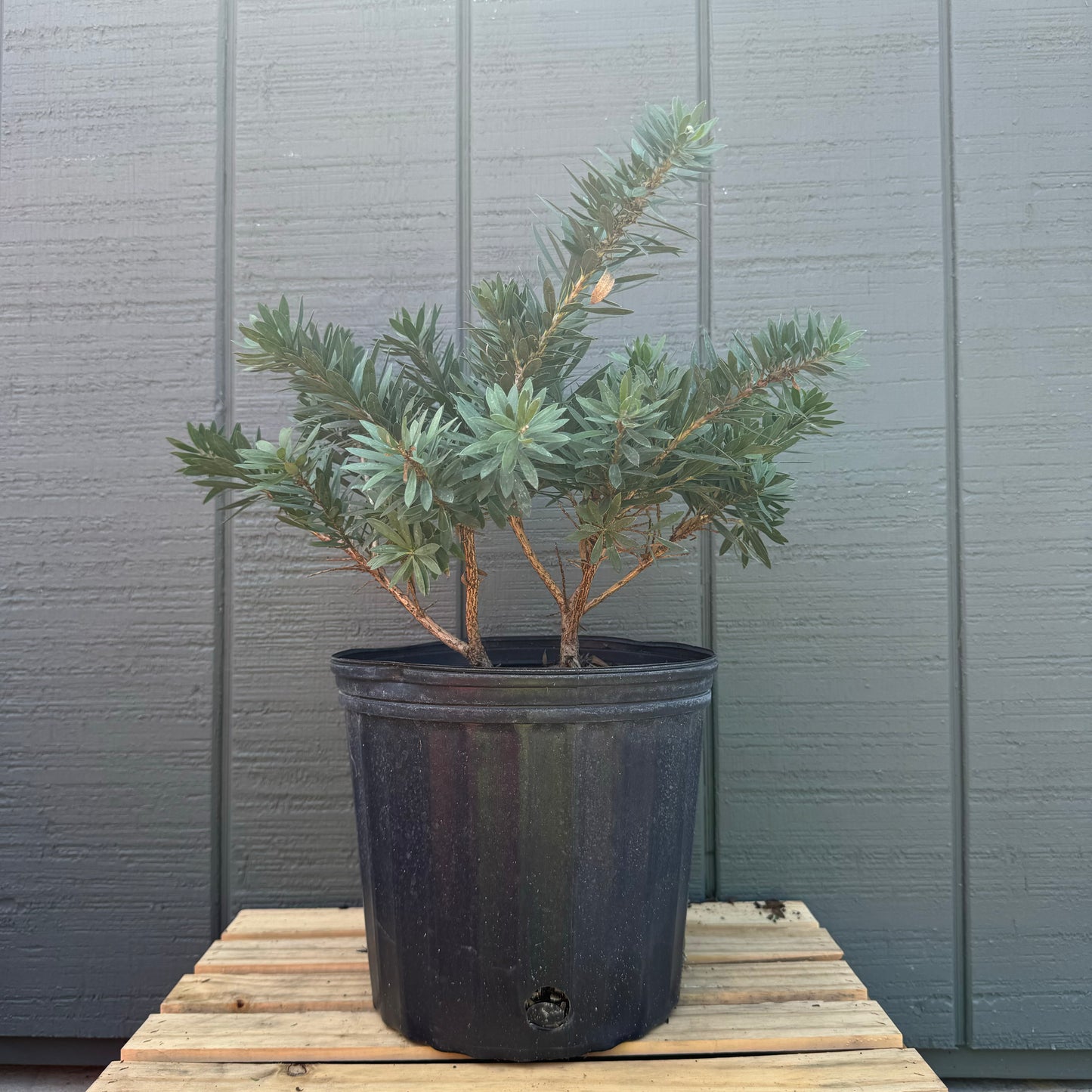 Dwarf Bottlebrush