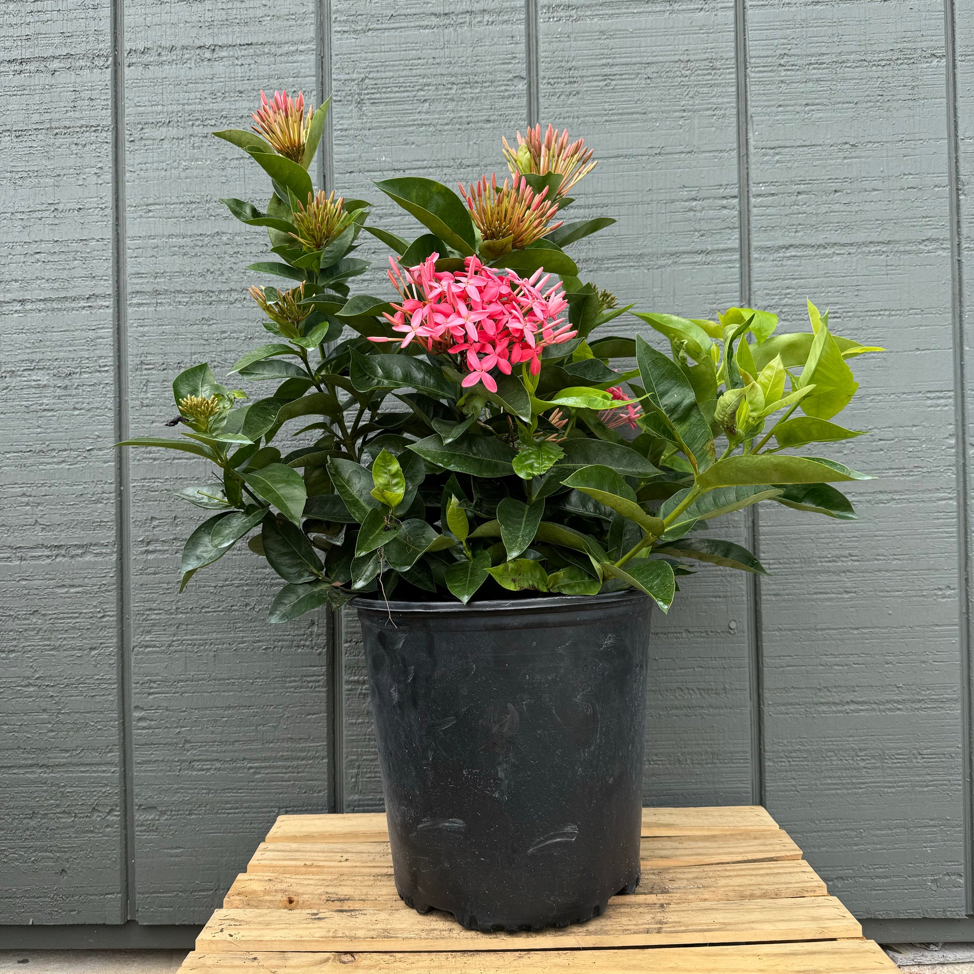 ixora flower seeds Ixora – The Ranch