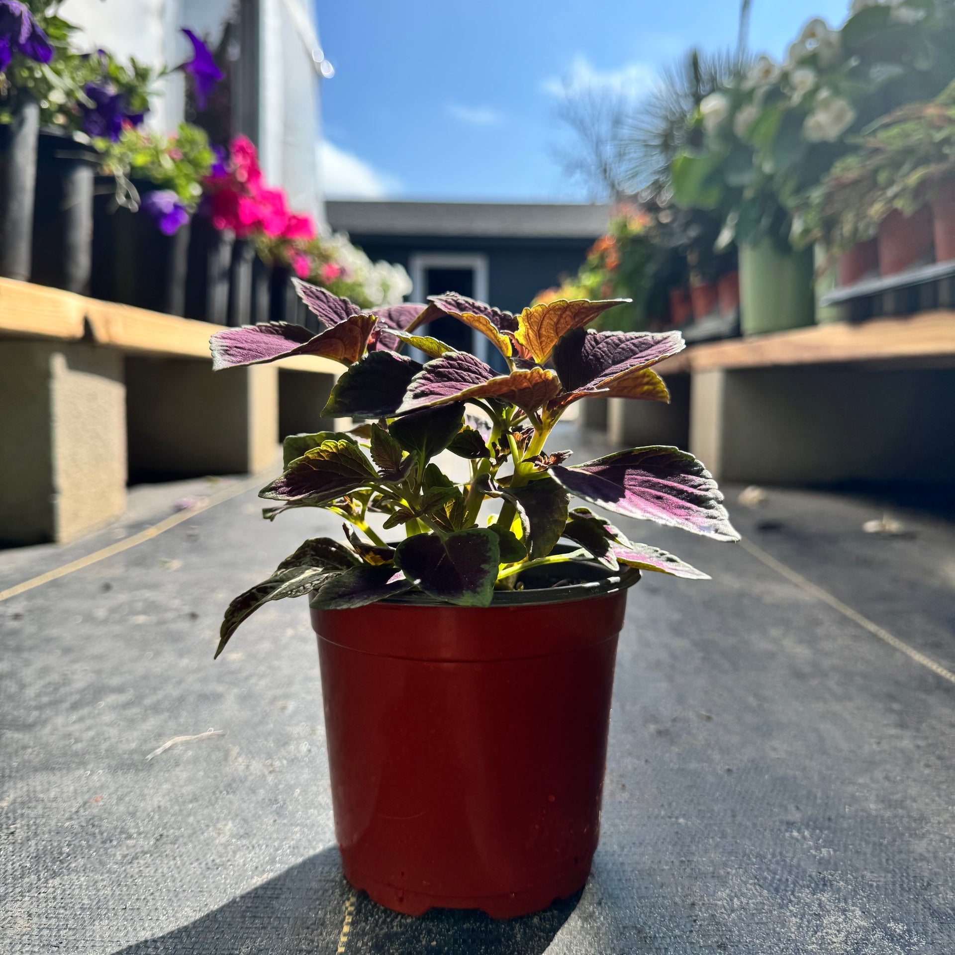 Coleus – The Ranch