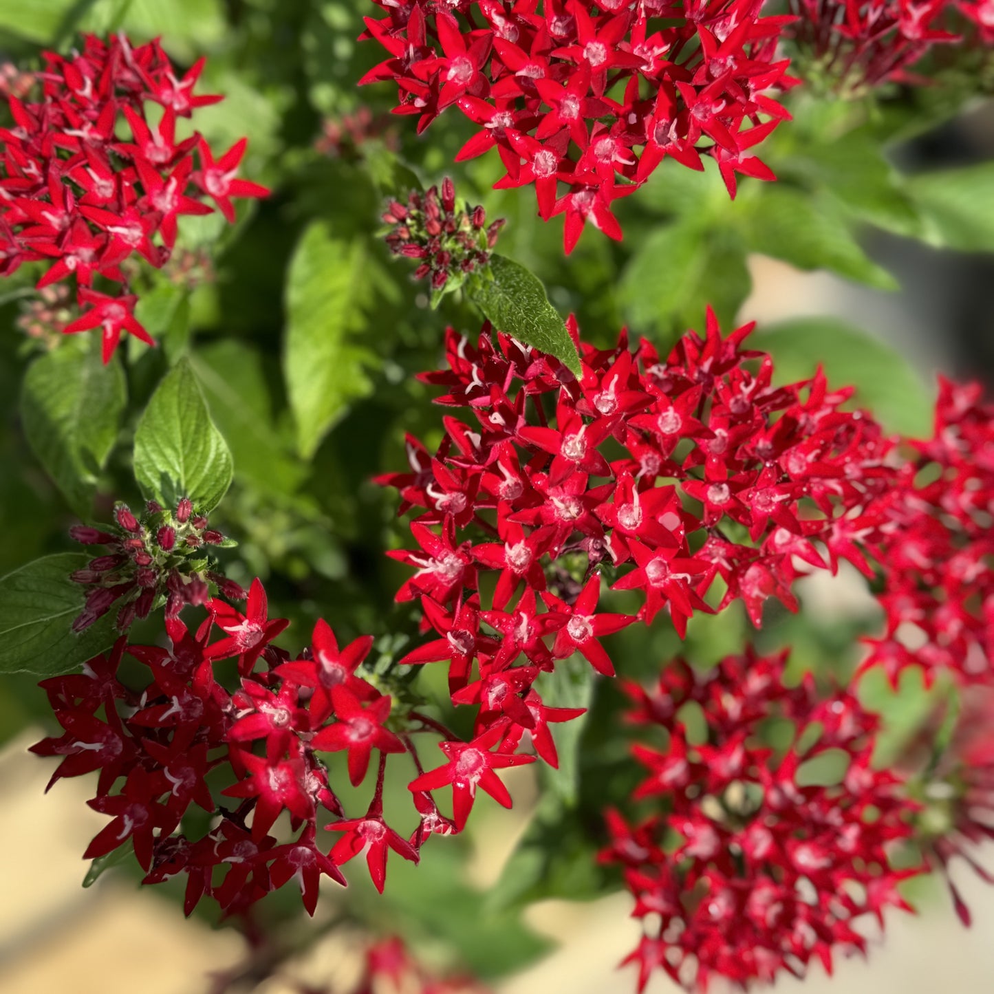 Pentas