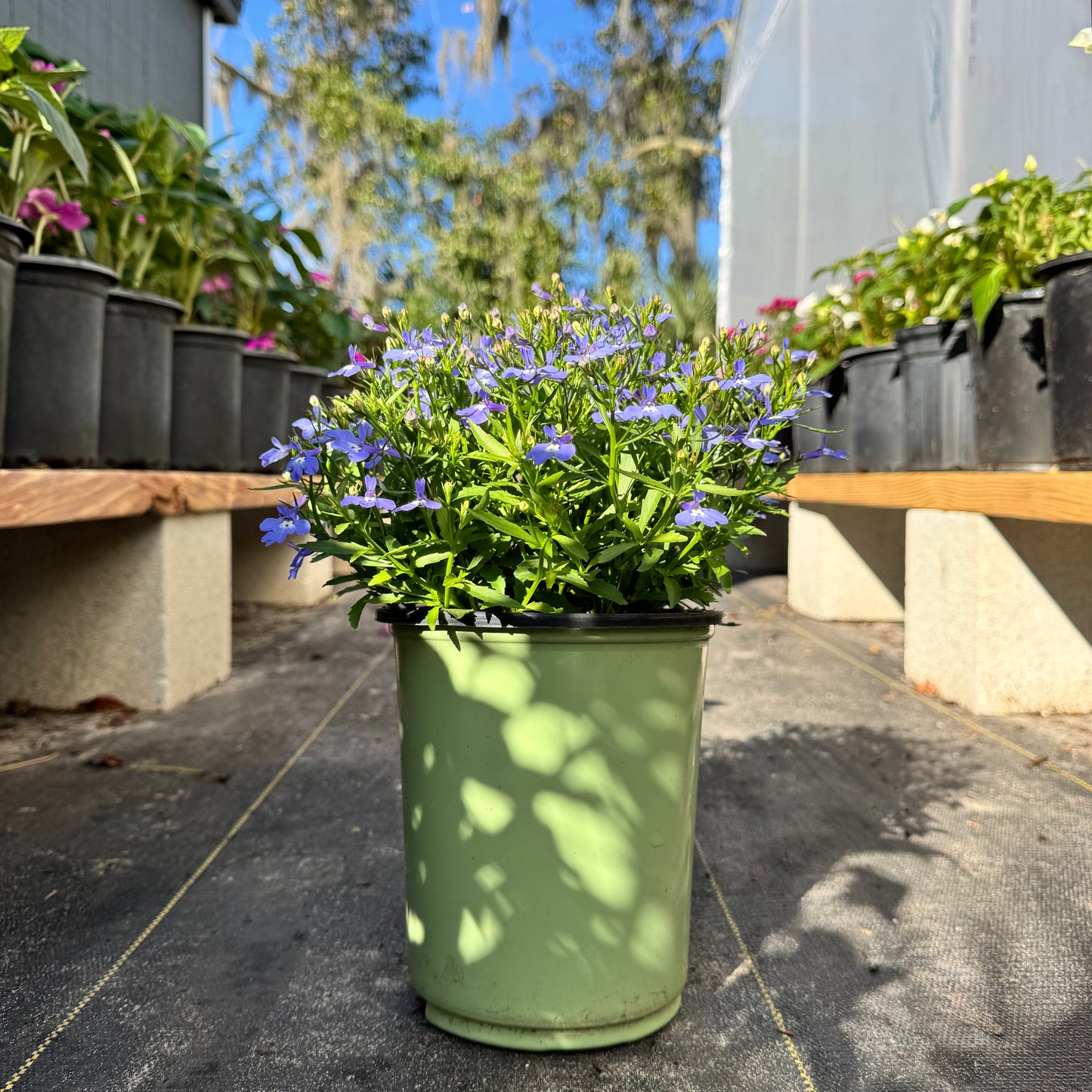 Lobelia