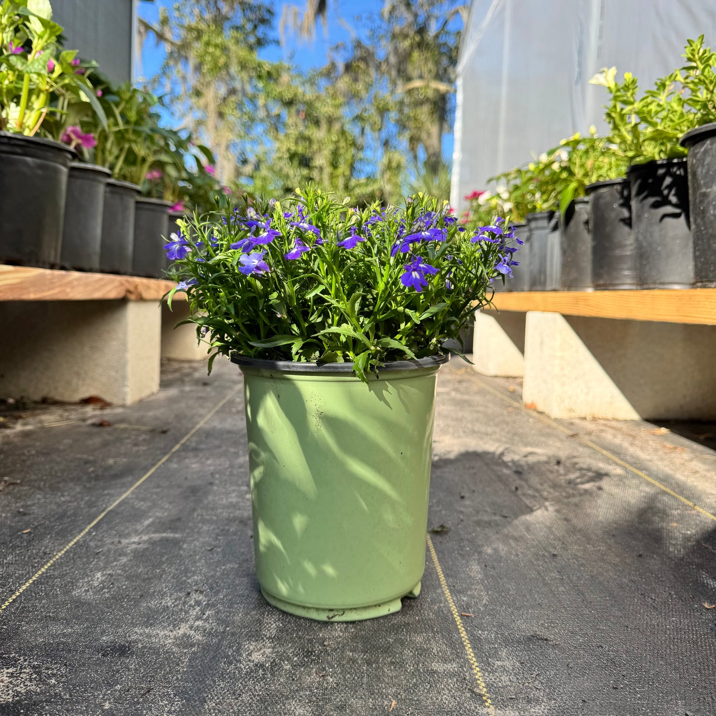 Lobelia