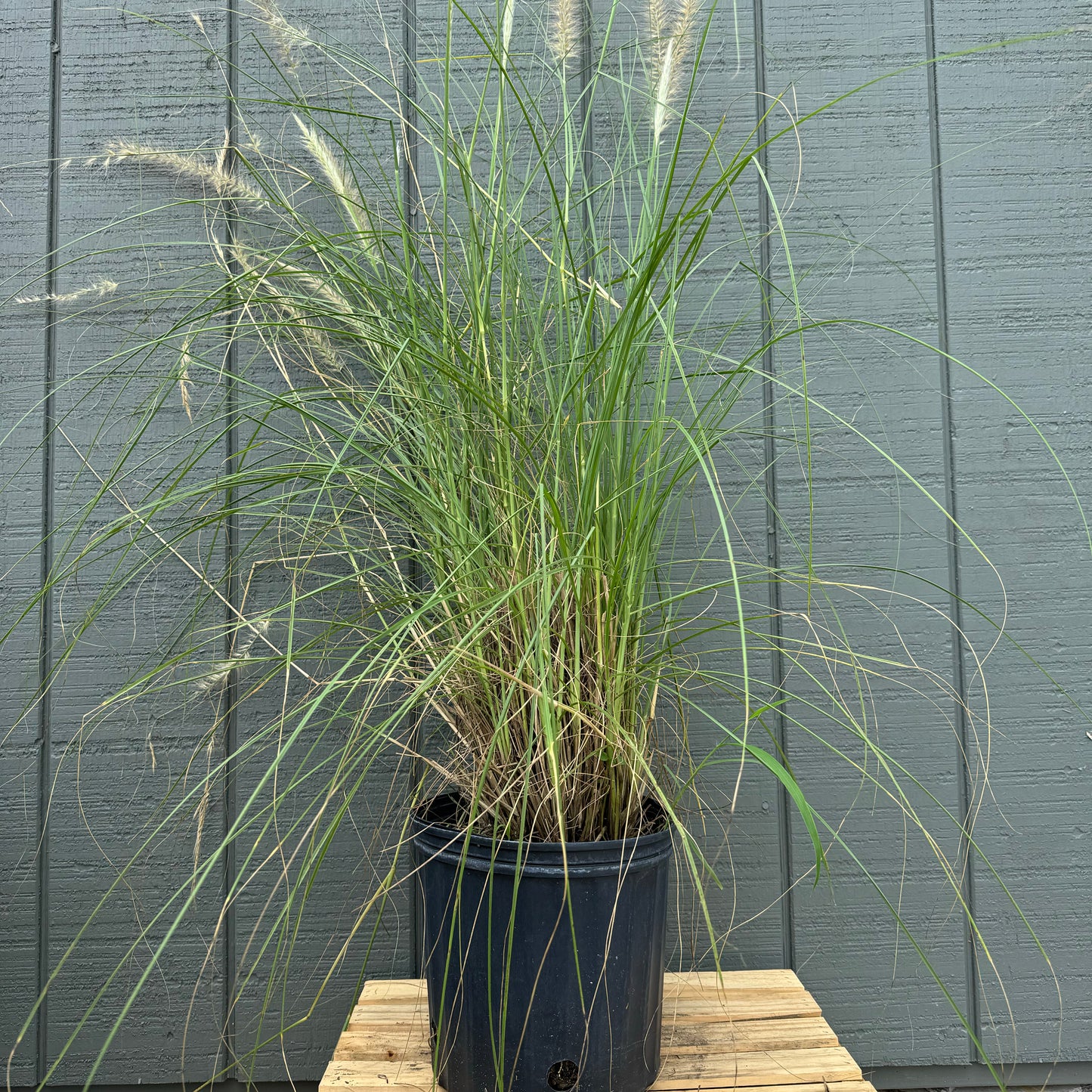 Fountain Grass