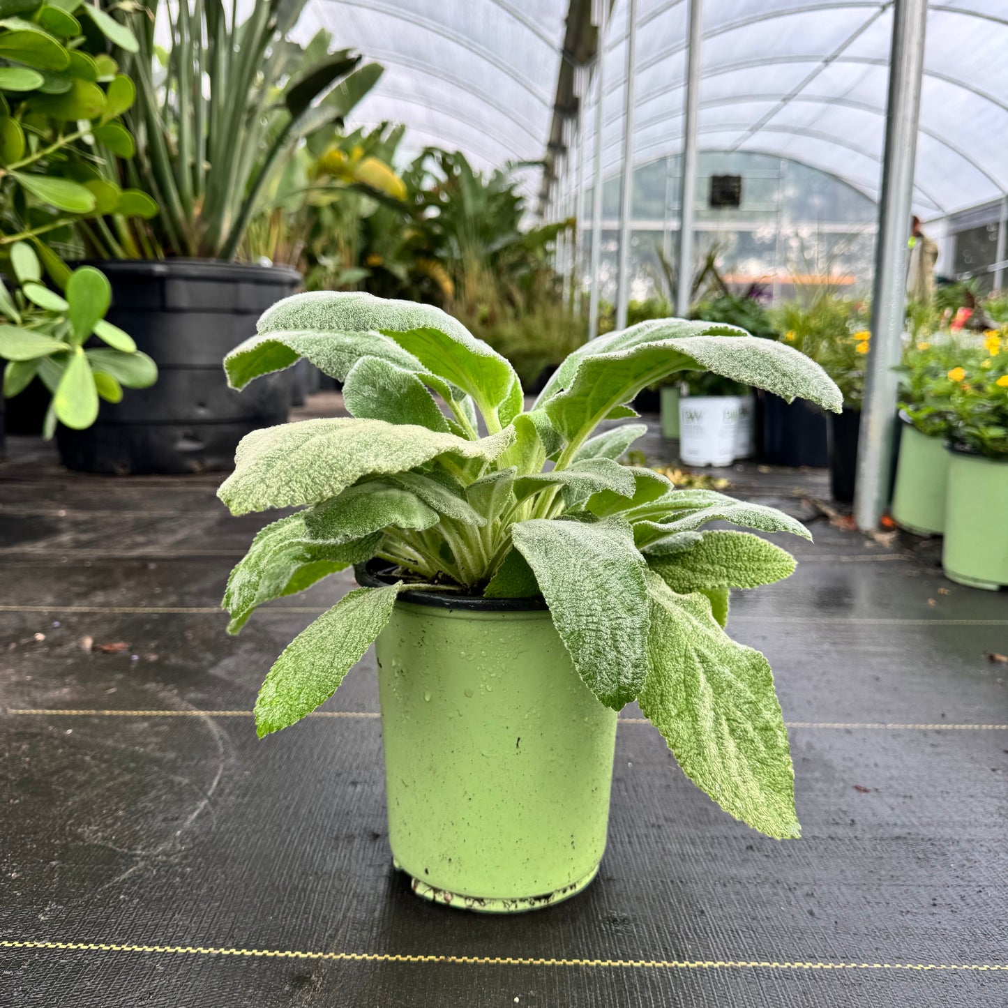 Lamb's Ear