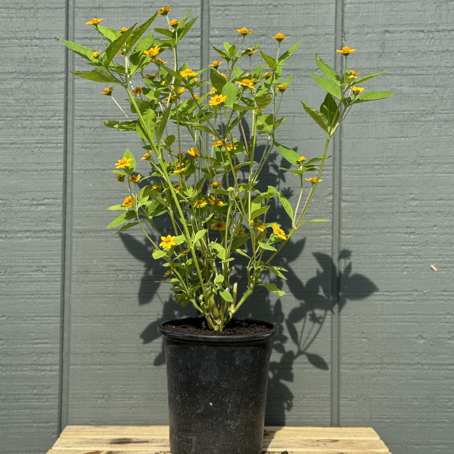 Melampodium