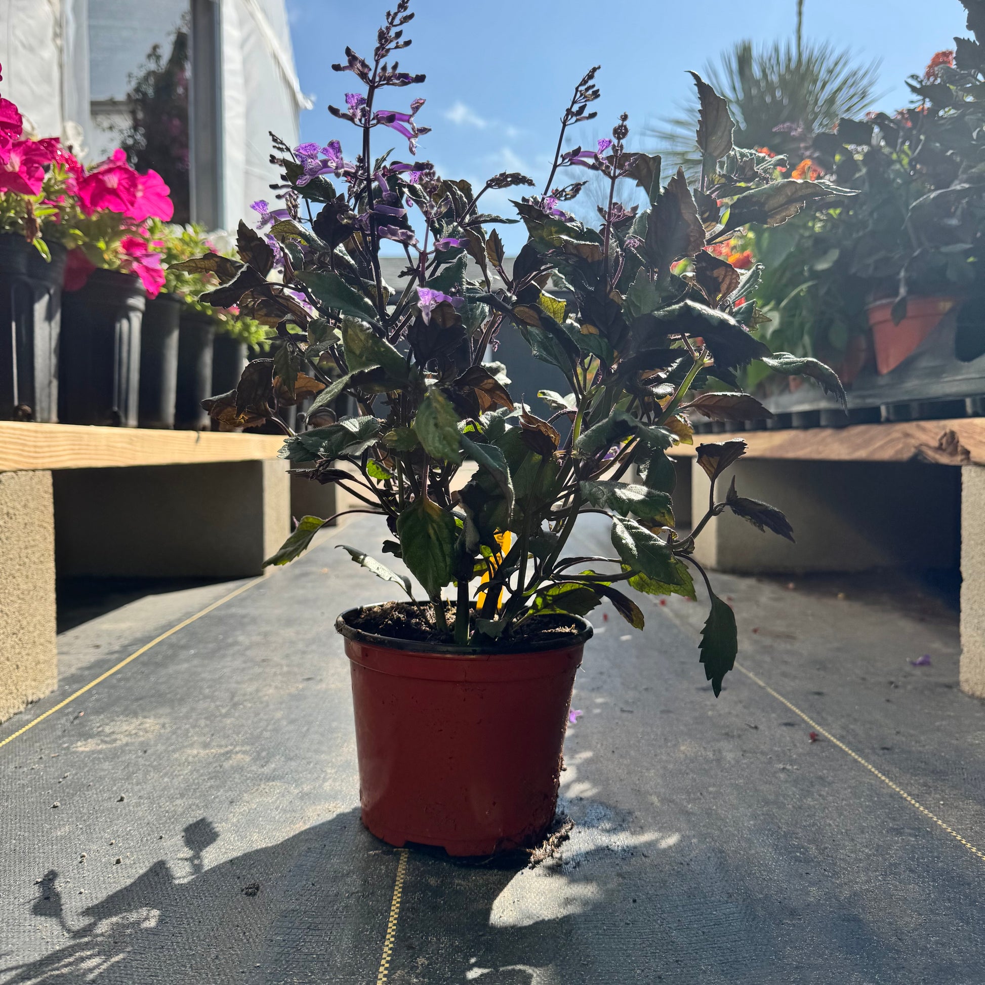 mona lavender companion plants Mona Lavender – The Ranch