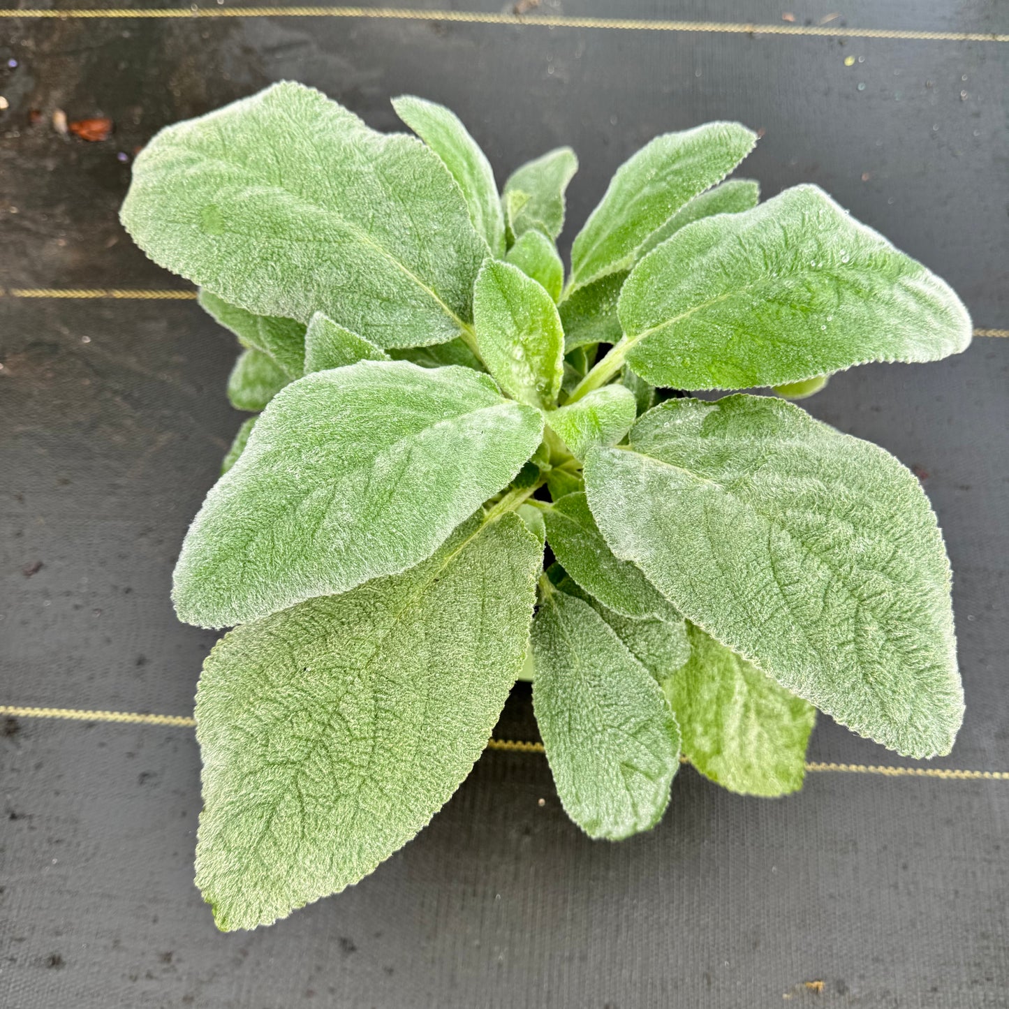 Lamb's Ear